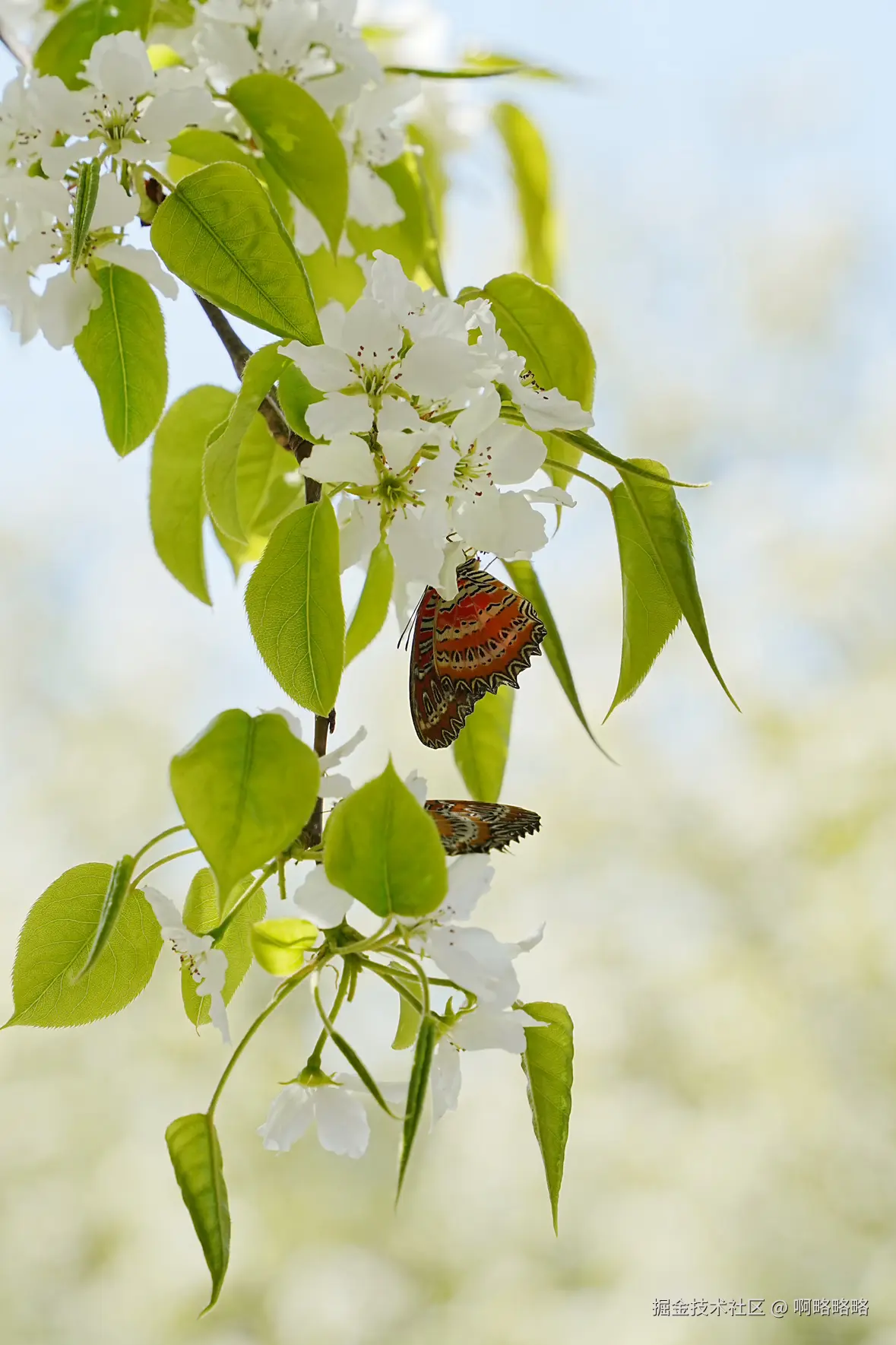 啊略略略于2025-04-02 14:21发布的图片