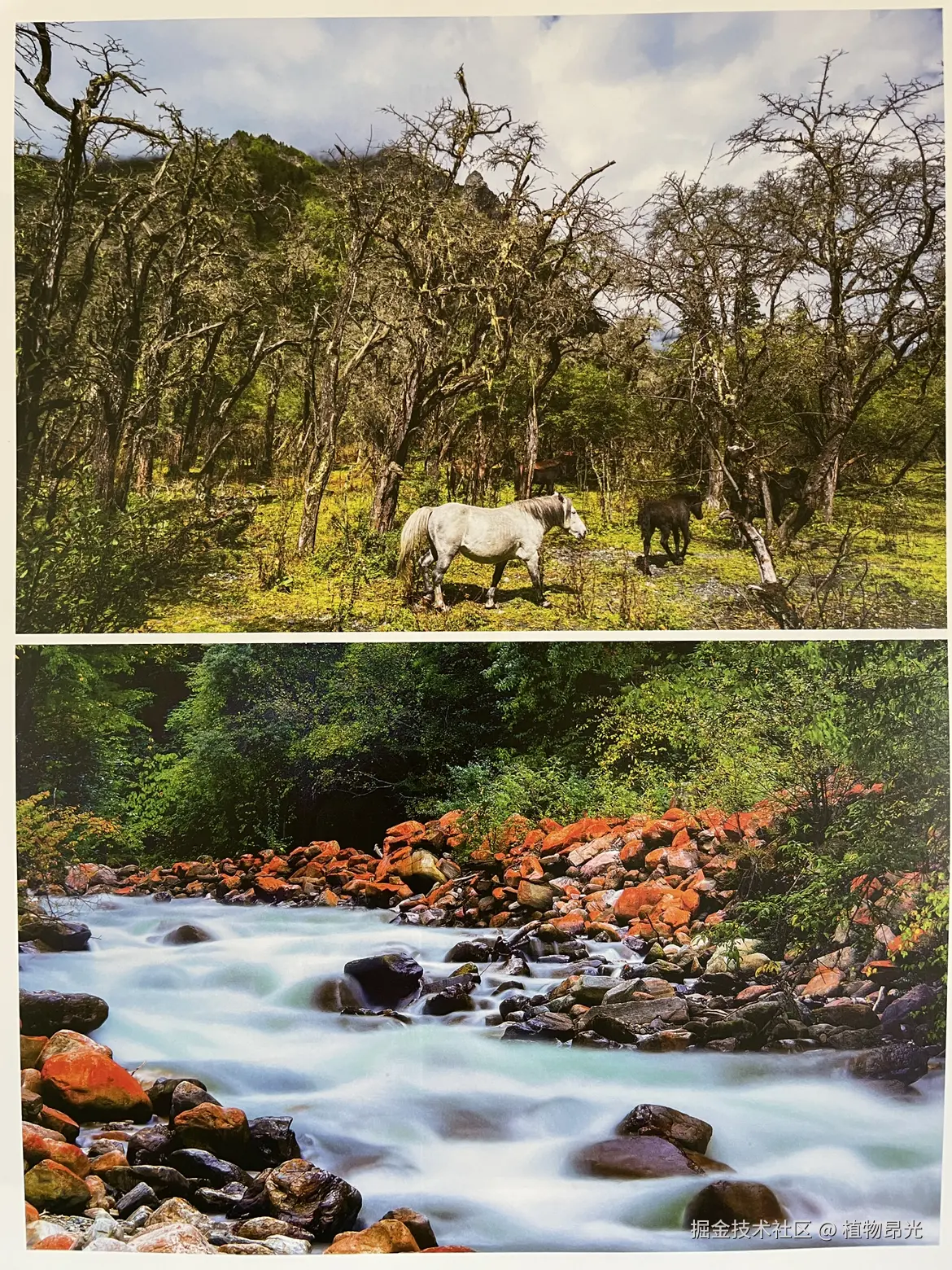 植物昂光于2026-03-14 12:18发布的图片