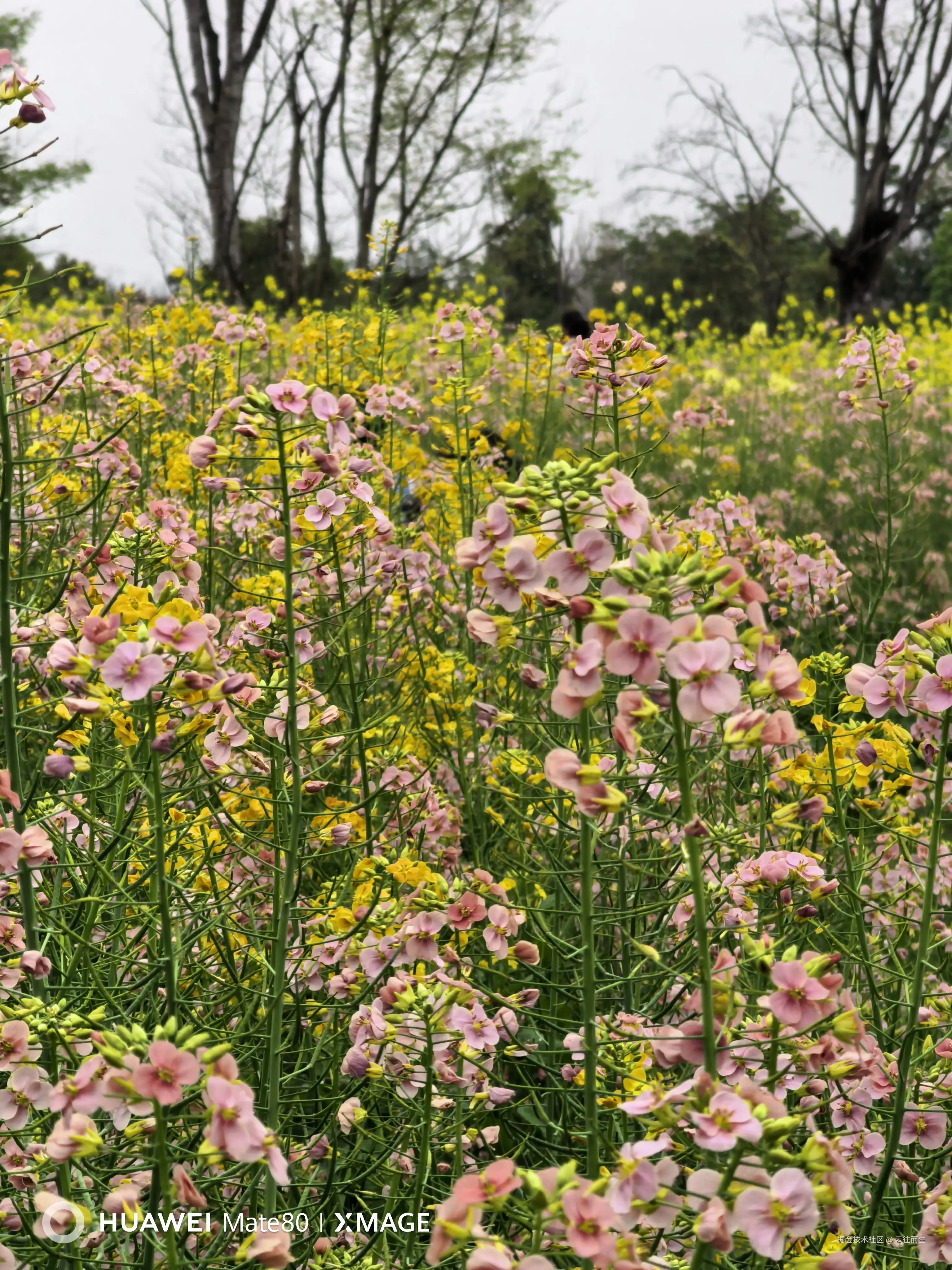 云往而生于2026-03-09 15:29发布的图片