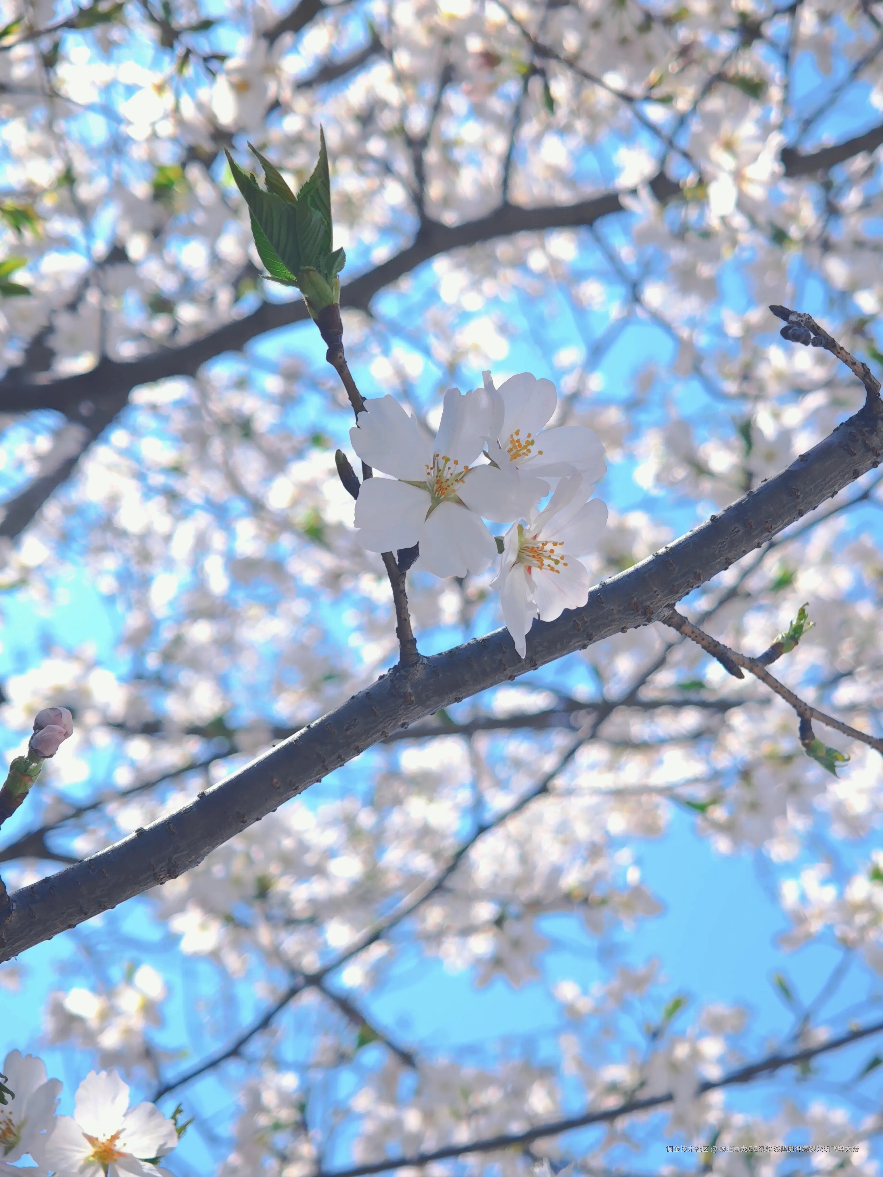 疯狂暴龙GG烈焰漆黑魔神爆裂光明飞坤大帝于2025-03-25 13:36发布的图片