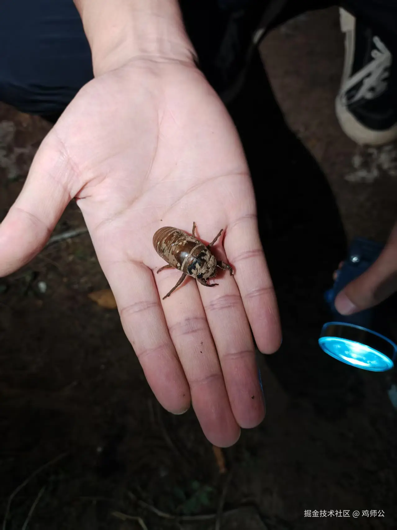 鸡师公于2025-06-26 21:33发布的图片