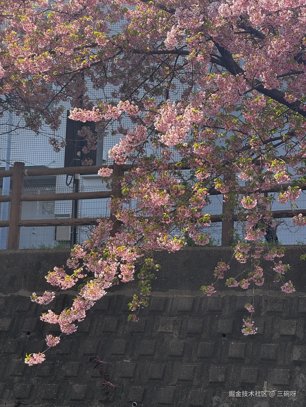 三碗呀于2025-04-02 11:03发布的图片