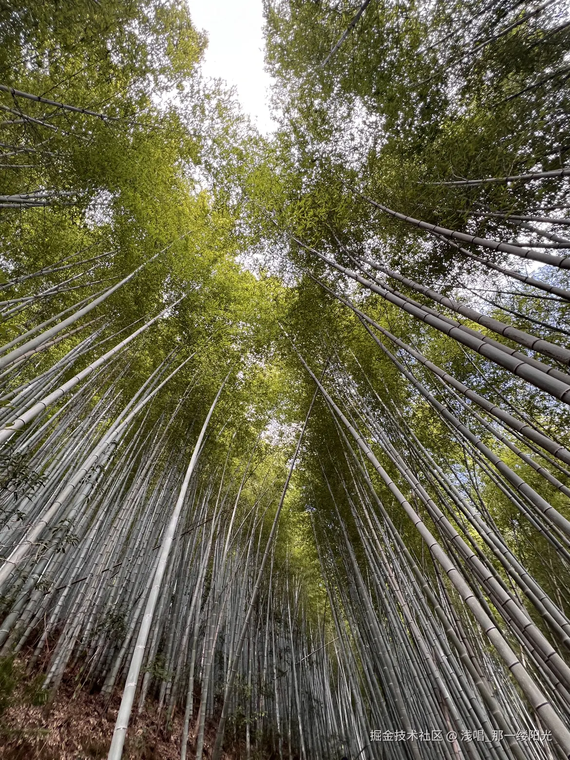 浅唱_那一缕阳光于2026-04-07 10:47发布的图片