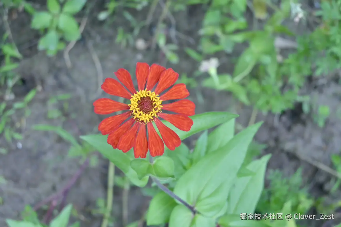 Clover_Zest于2025-07-21 10:37发布的图片