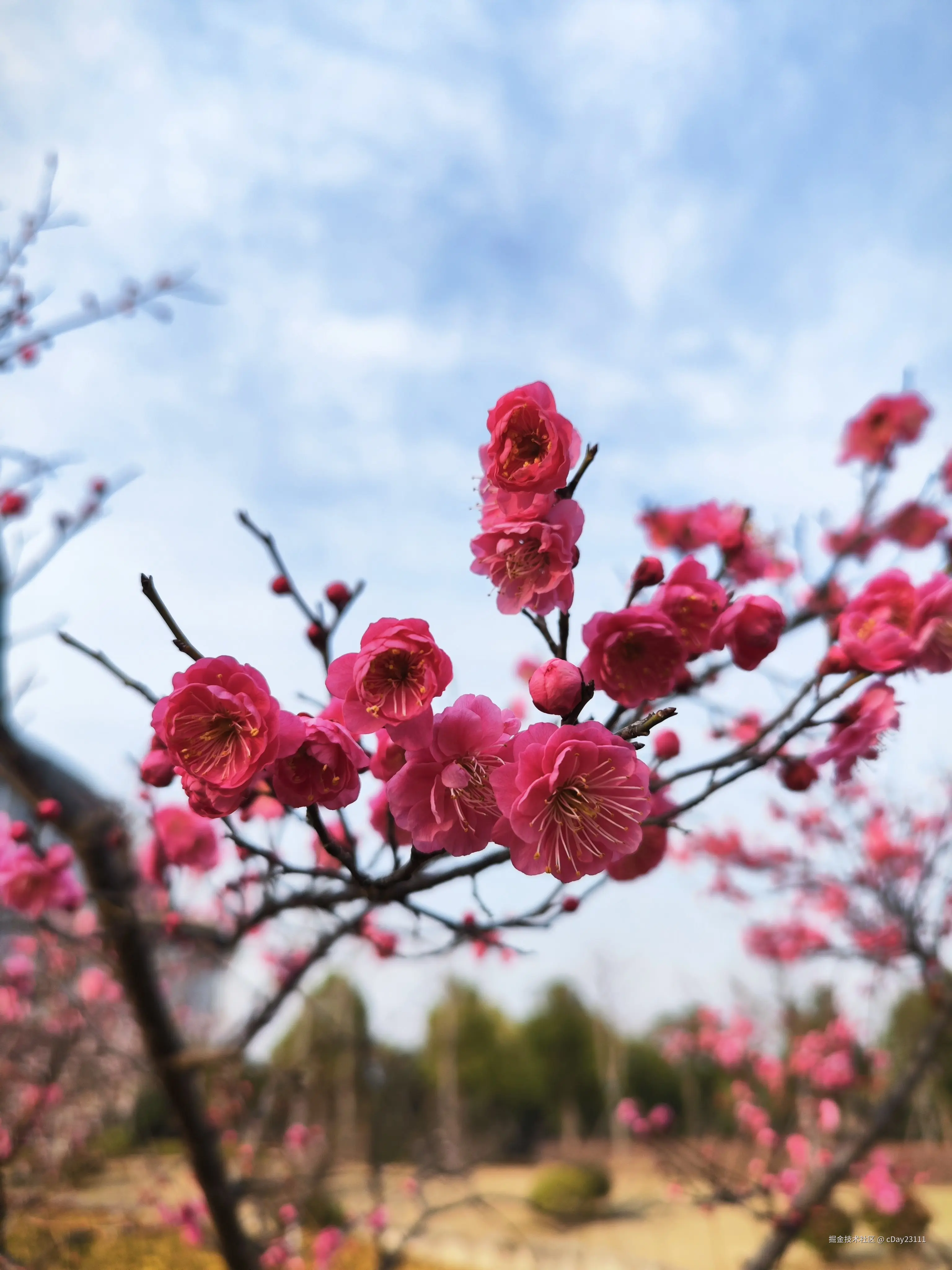 cDay23111于2025-03-20 13:52发布的图片