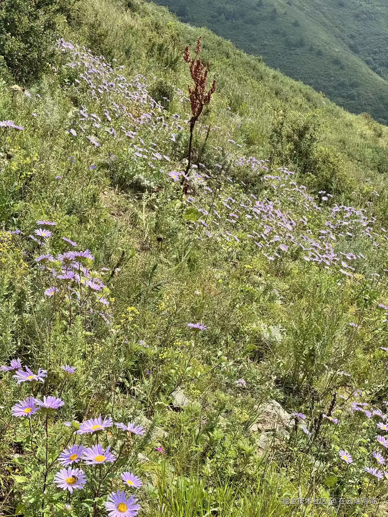 在云端写诗于2026-08-11 02:06发布的图片