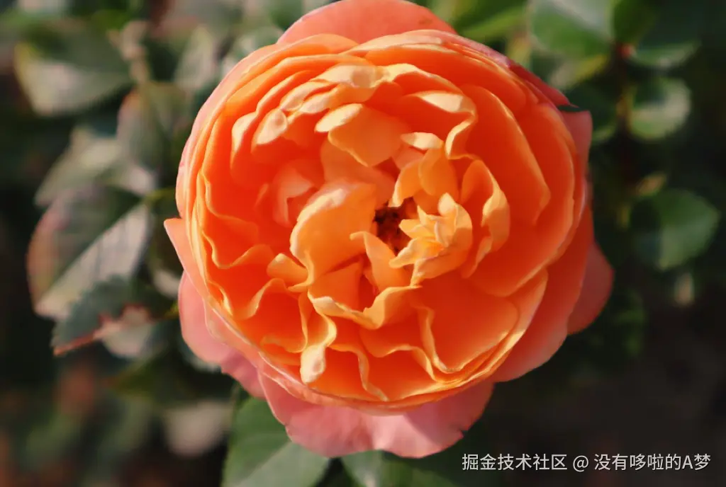 没有哆啦的A梦于2025-03-26 13:42发布的图片