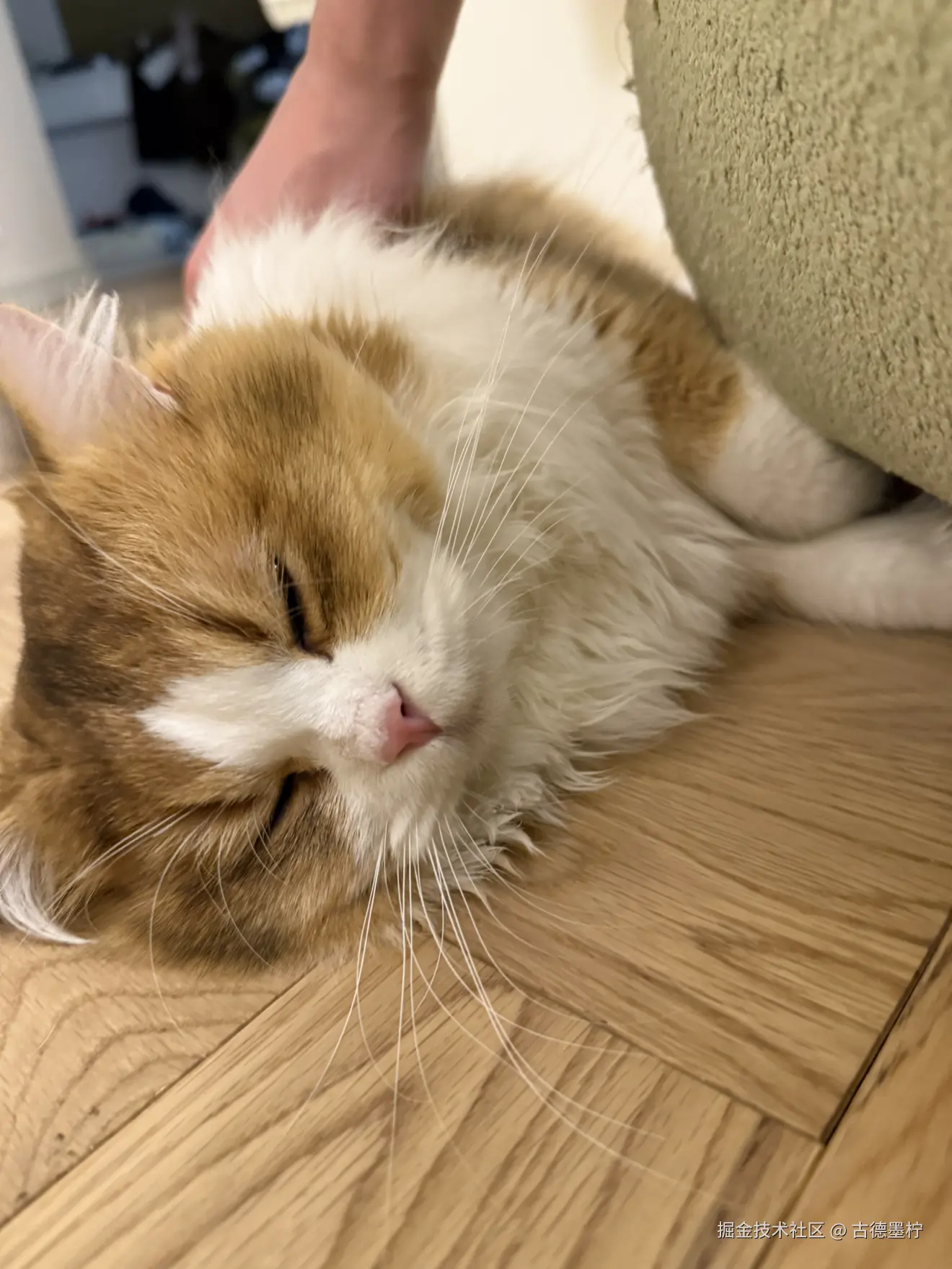 古德墨柠于2025-06-07 14:29发布的图片