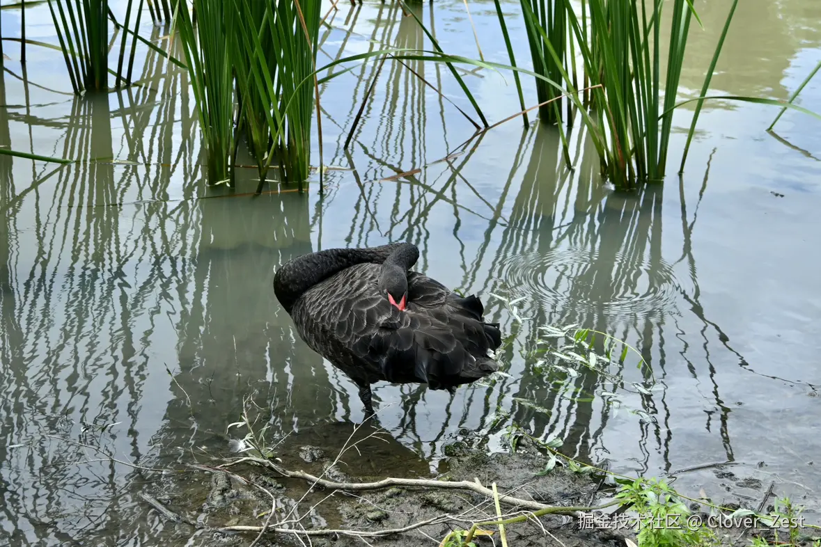 Clover_Zest于2025-07-21 10:37发布的图片