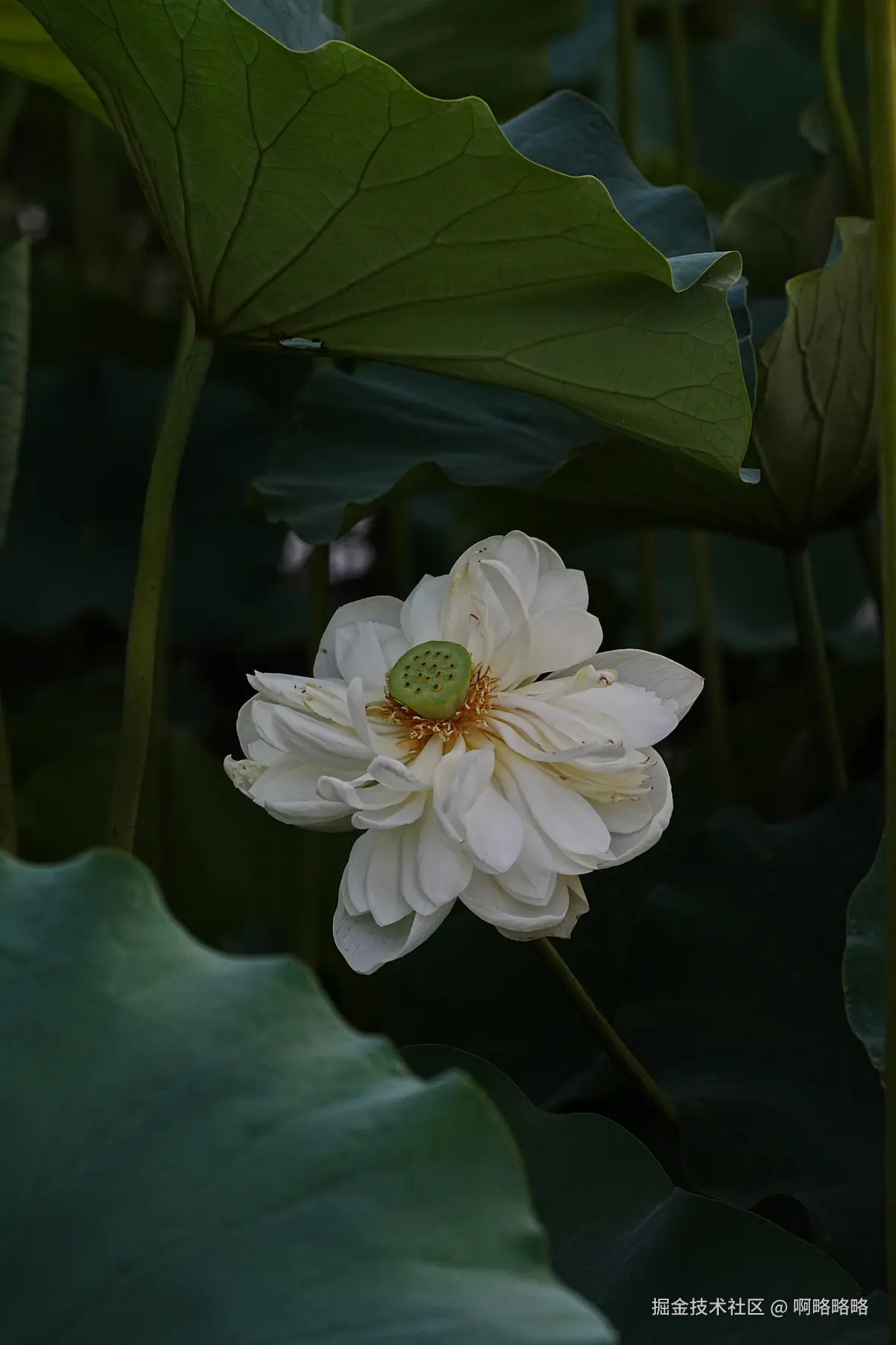 啊略略略于2025-07-07 16:37发布的图片