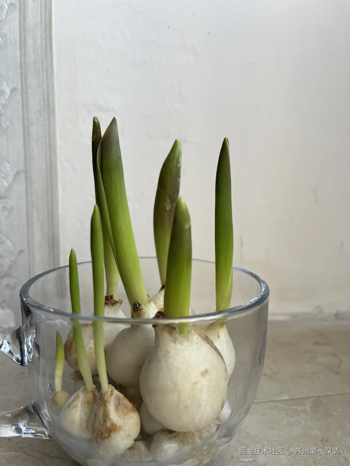 苏州第一深情于2025-03-24 08:47发布的图片