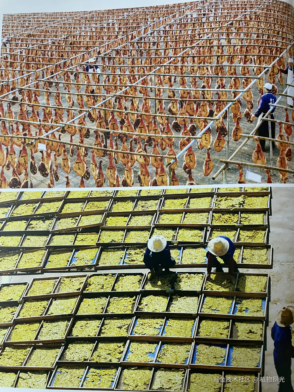 植物昂光于2026-04-15 21:56发布的图片