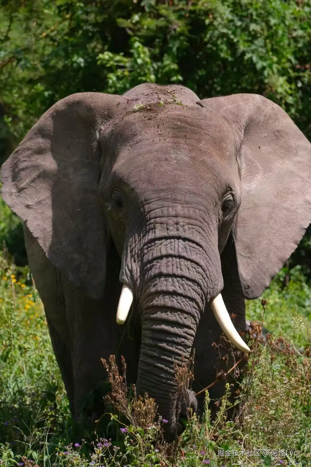 阿怪Lyc_于2025-05-20 09:45发布的图片