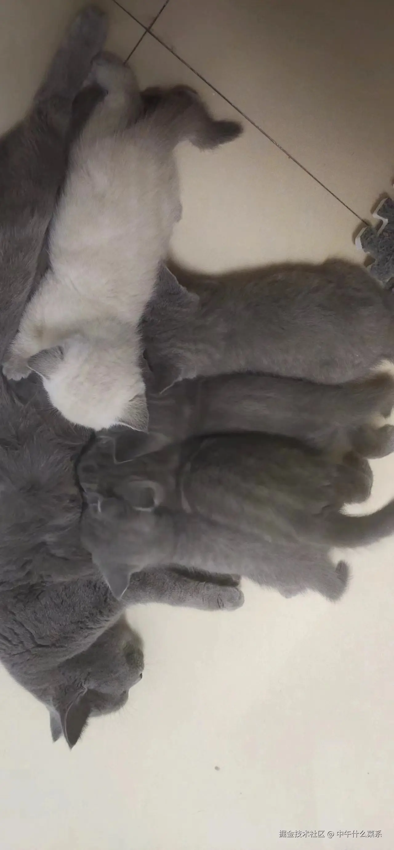 中午什么菜系于2024-07-29 10:01发布的图片