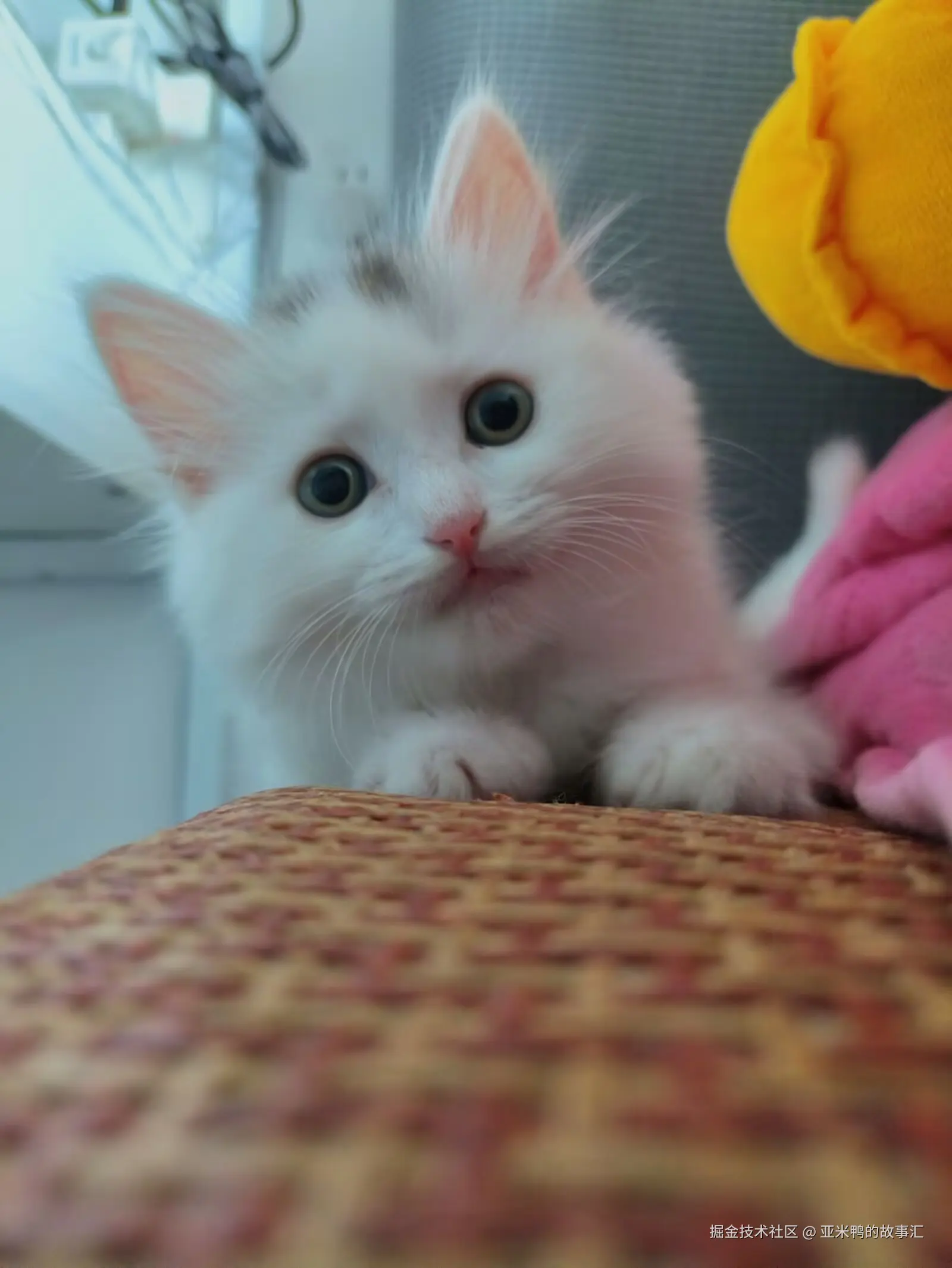 亚米鸭的故事汇于2025-06-19 03:05发布的图片