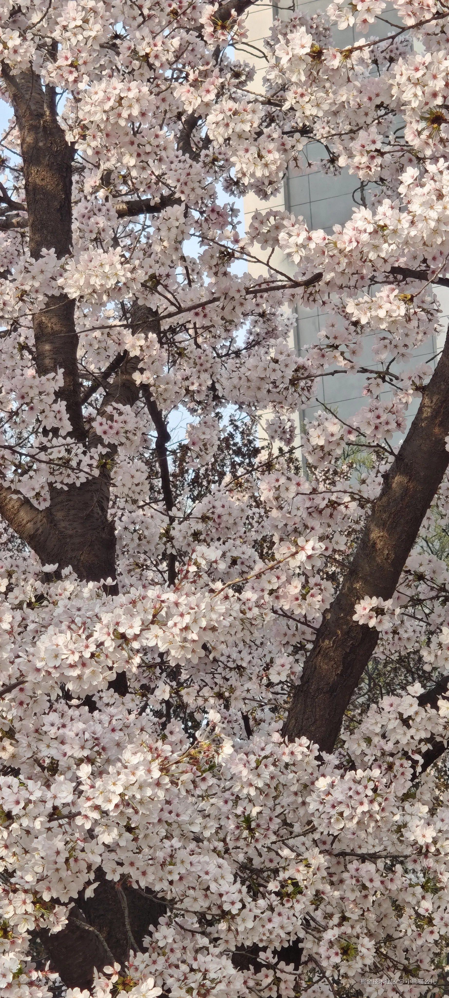 小熊猫幺儿于2026-03-29 14:54发布的图片