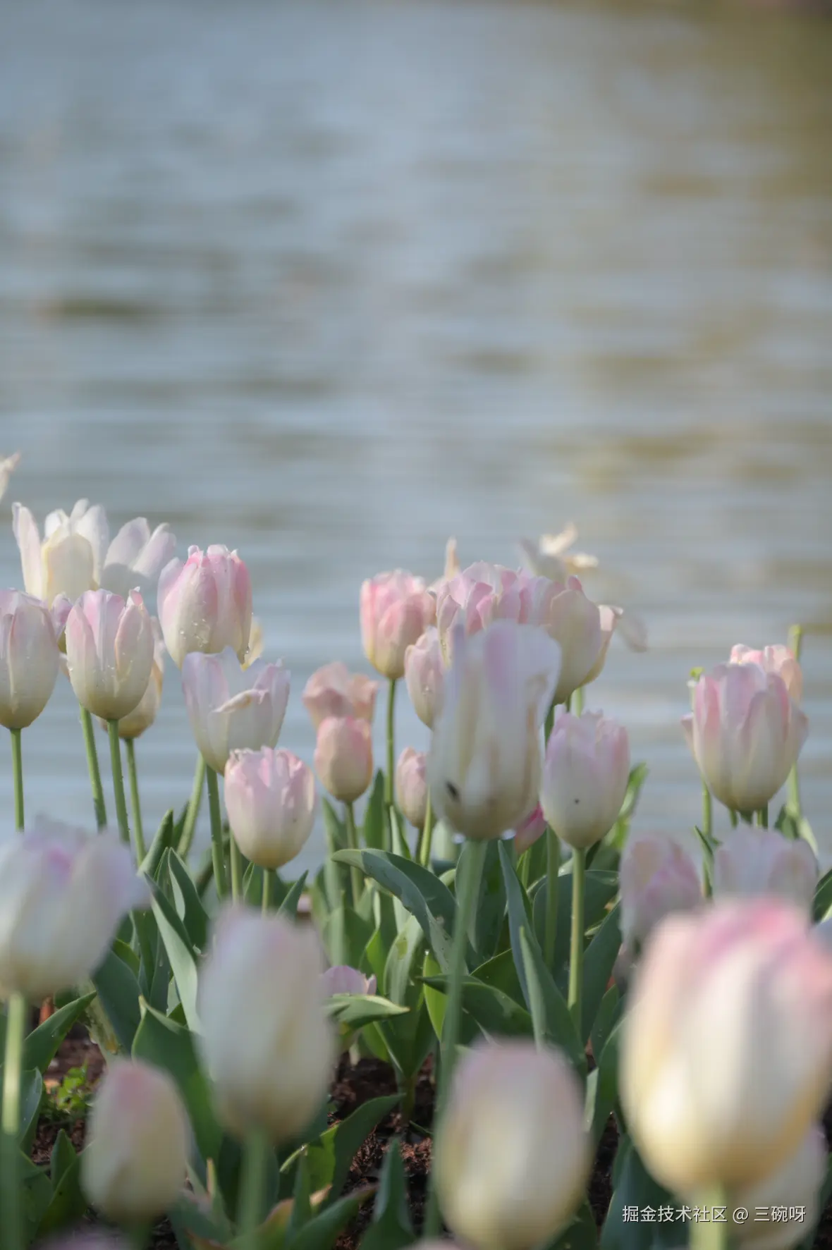 三碗呀于2026-03-06 10:27发布的图片