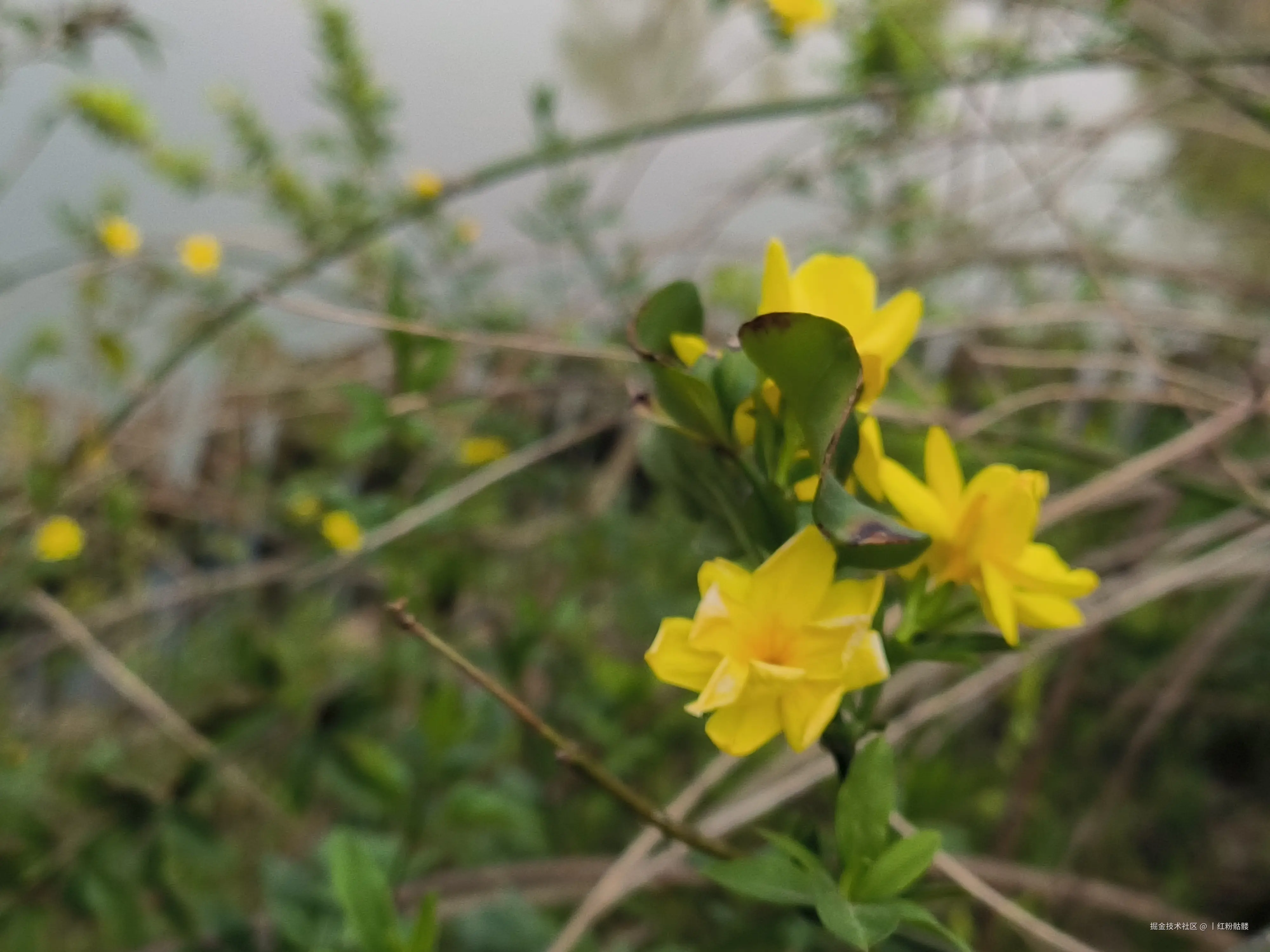 丨红粉骷髅于2025-04-08 17:21发布的图片