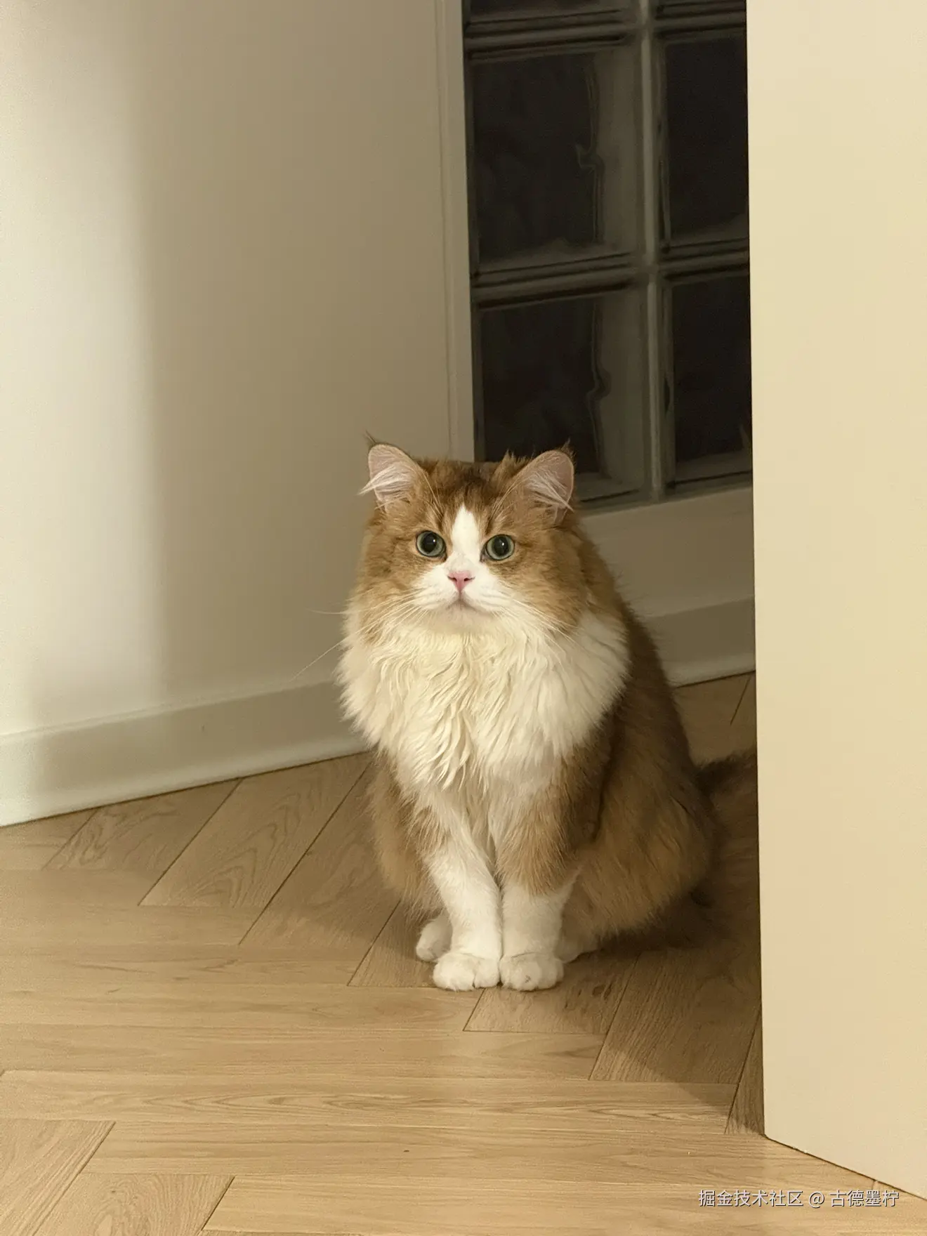 古德墨柠于2025-07-15 08:54发布的图片