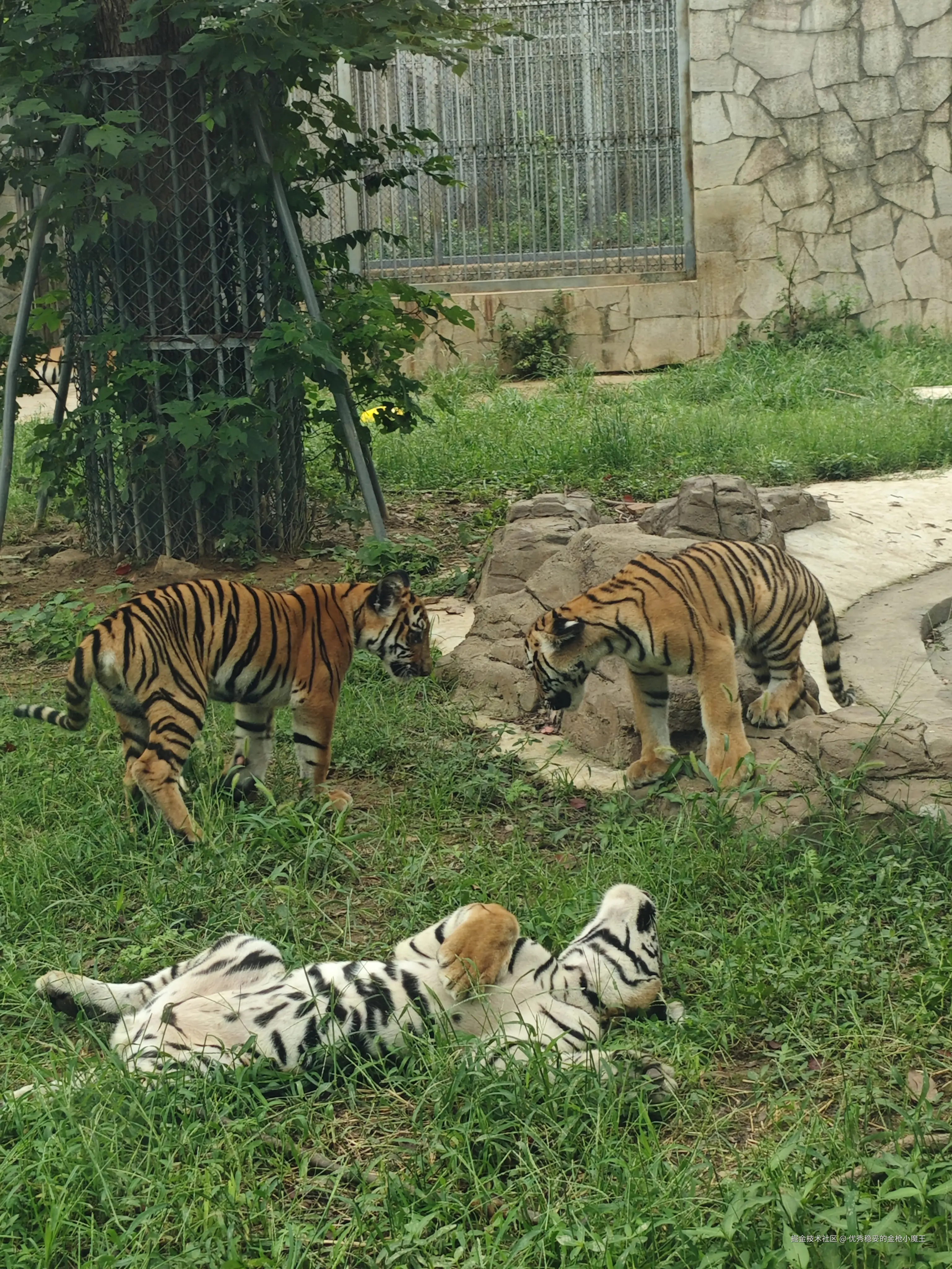 优秀稳妥的金枪小魔王于2025-09-23 09:57发布的图片