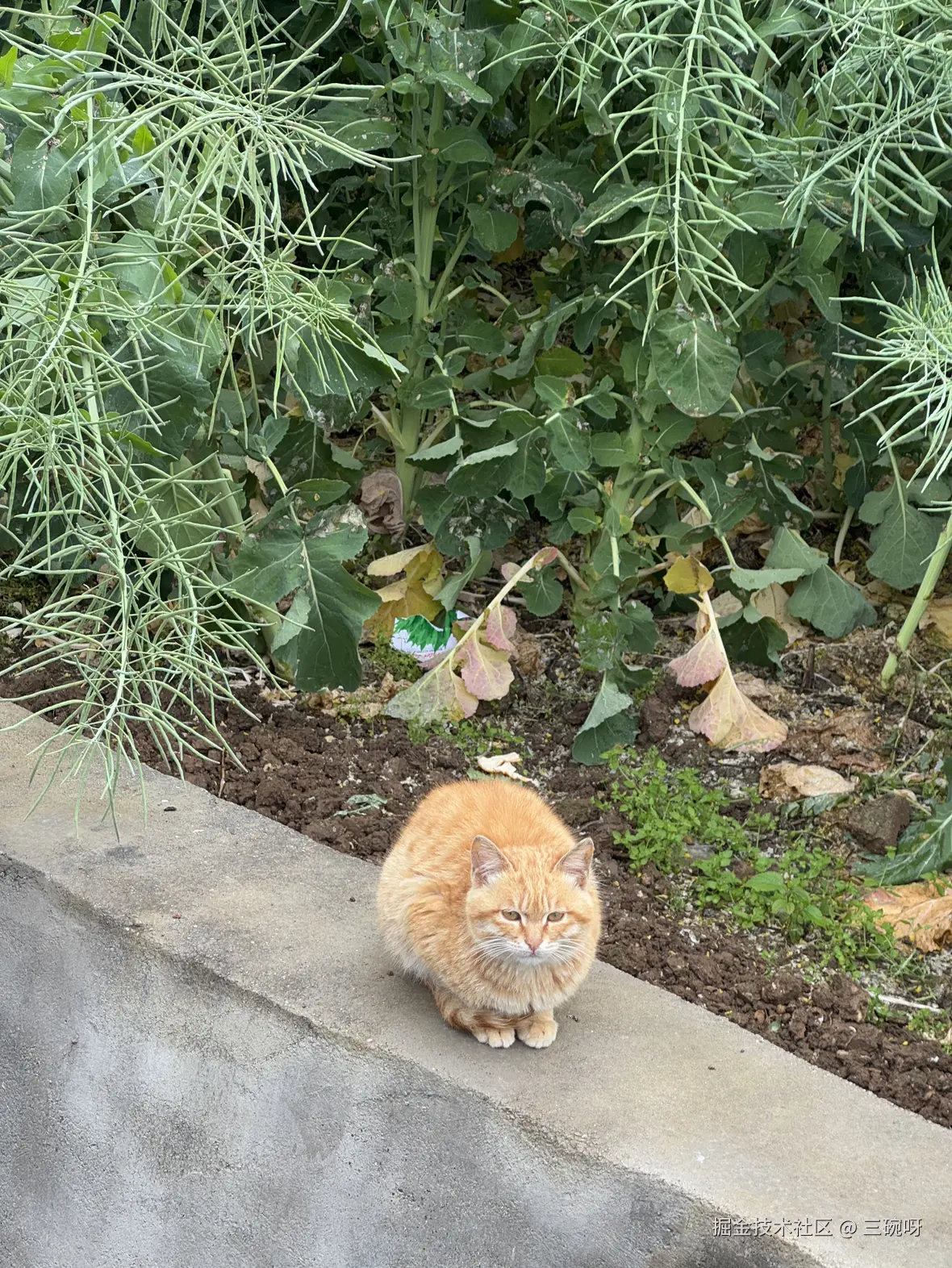 三碗呀于2025-04-09 11:21发布的图片