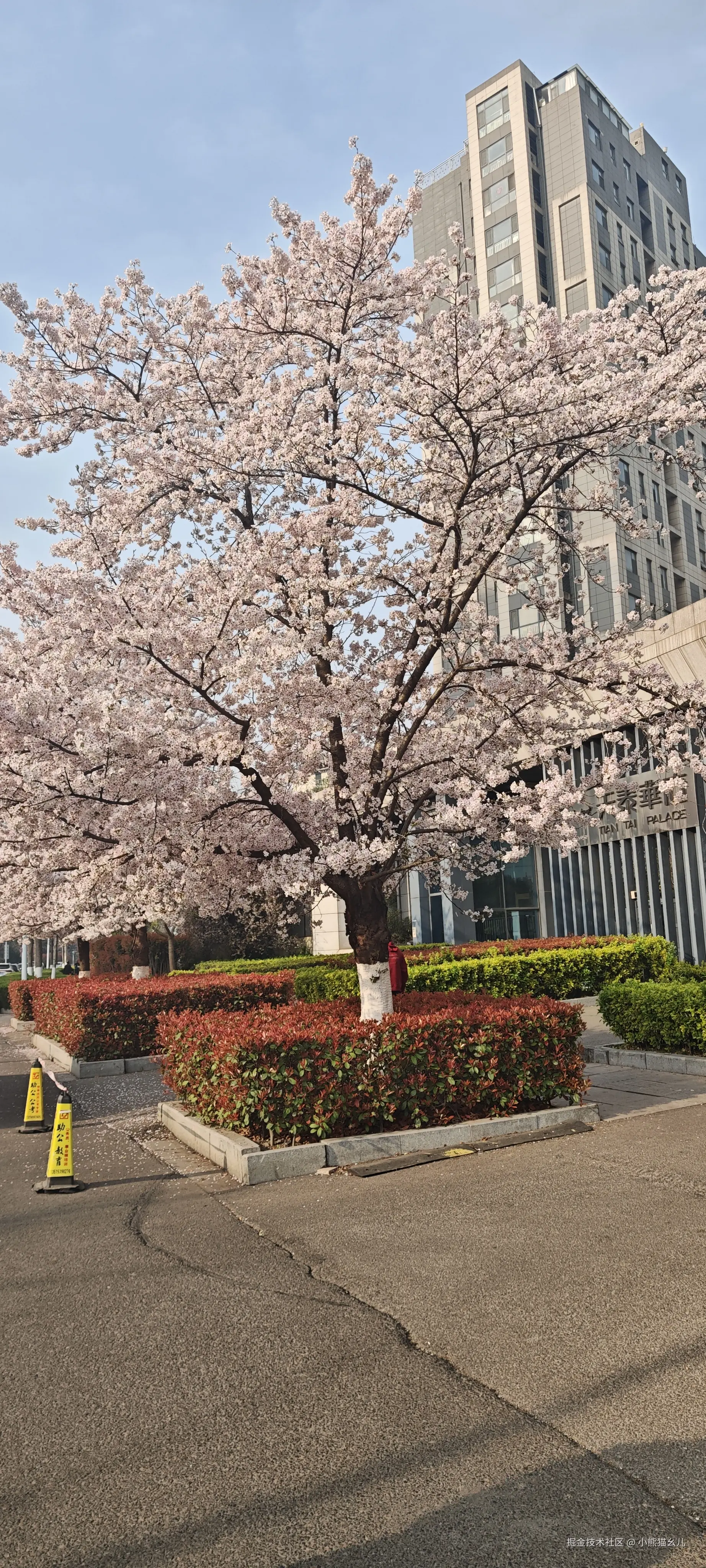 小熊猫幺儿于2026-03-29 14:54发布的图片