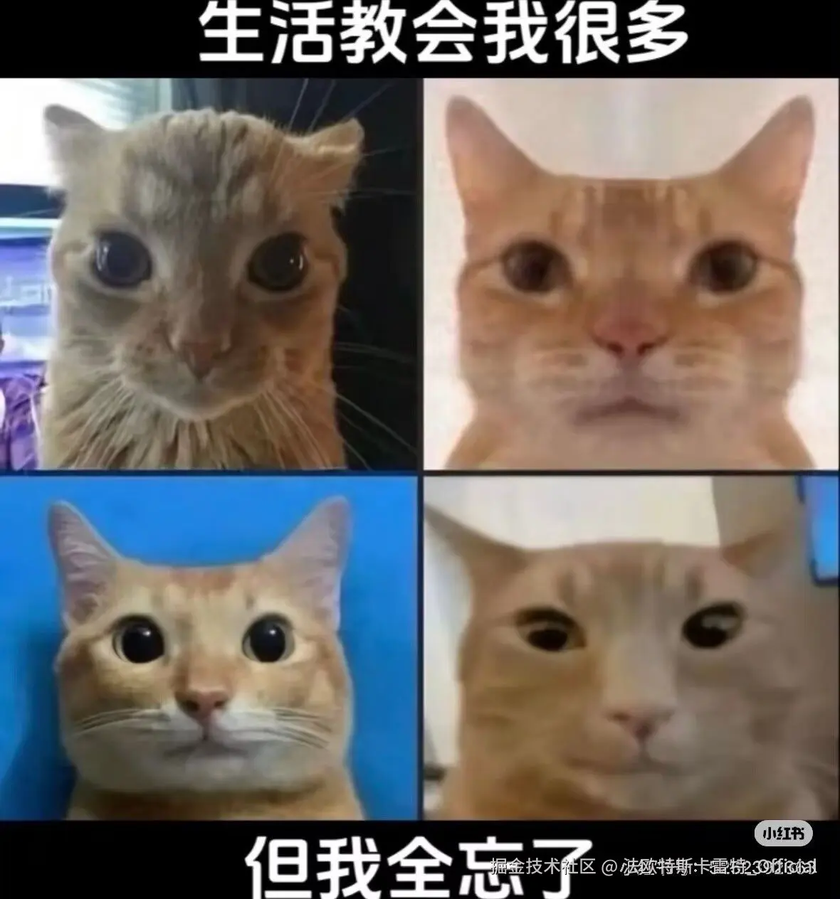 法欧特斯卡雷特_Official于2025-09-20 09:15发布的图片