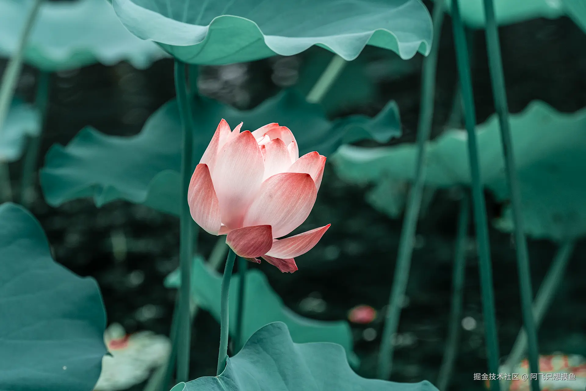 阿飞只想摸鱼于2025-07-16 02:23发布的图片