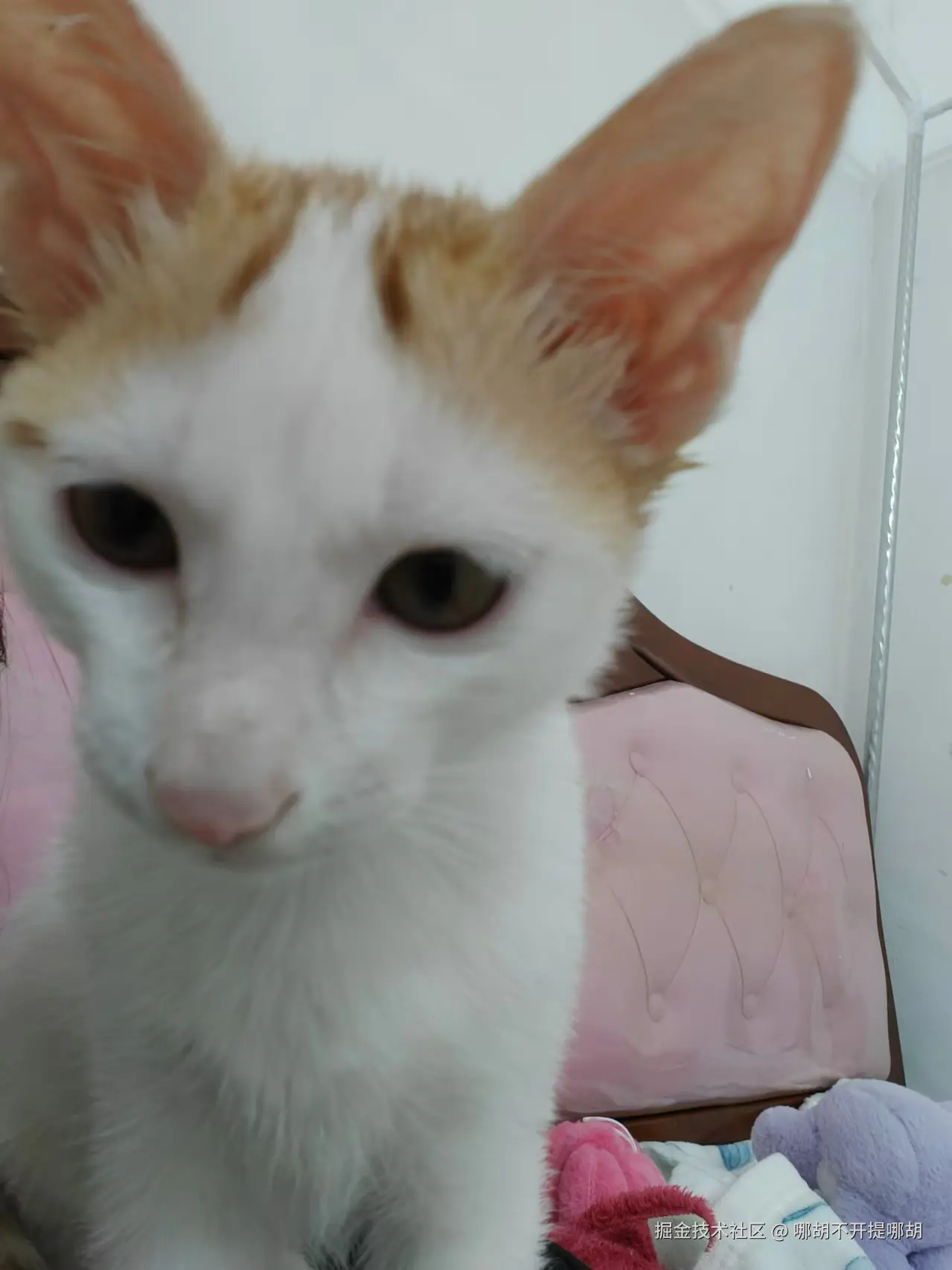 哪胡不开提哪胡于2024-10-25 13:48发布的图片