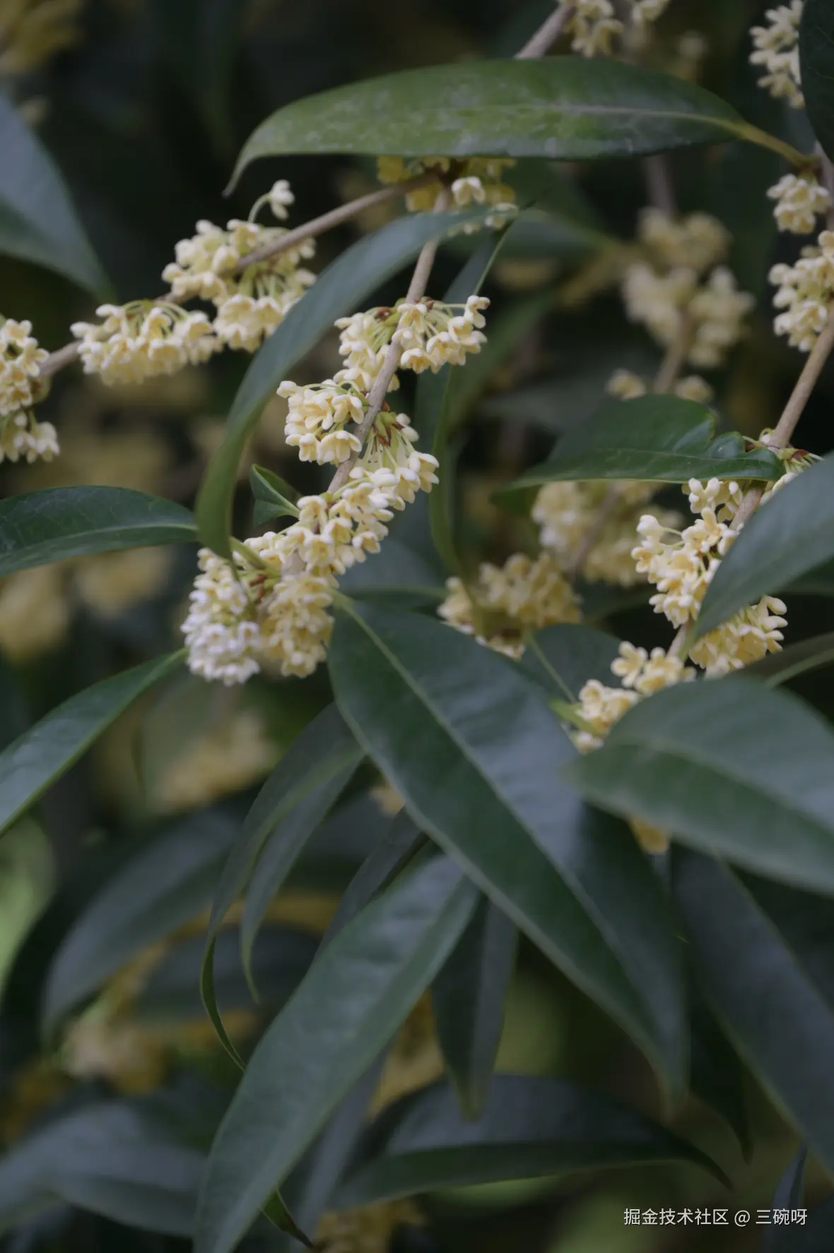 三碗呀于2025-09-10 01:34发布的图片