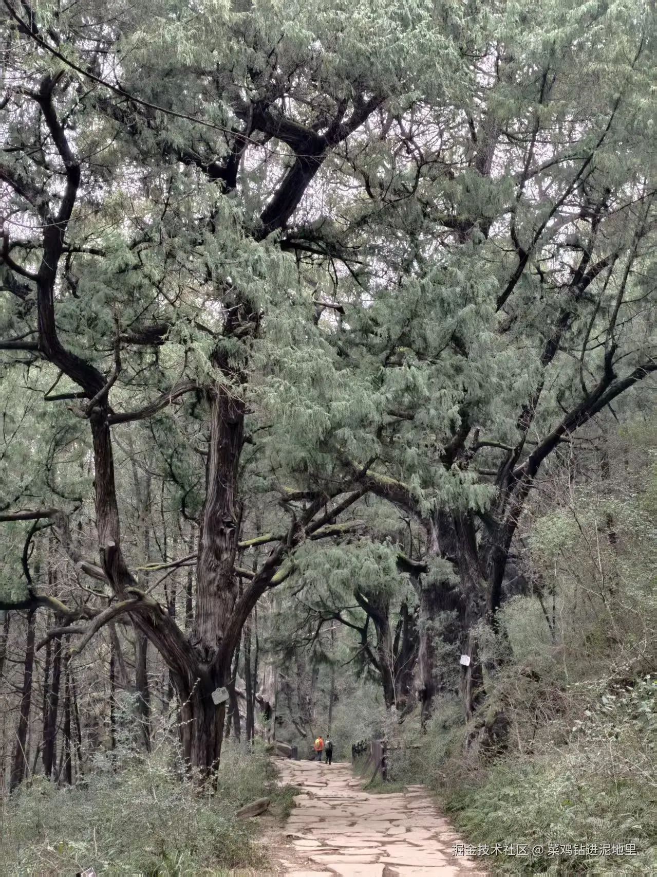 菜鸡钻进泥地里于2026-02-02 01:29发布的图片