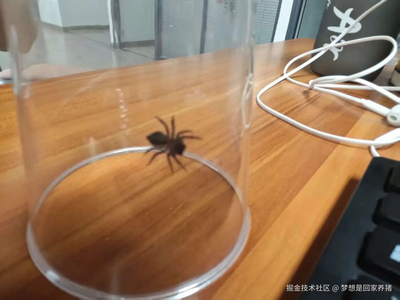 梦想是回家养猪于2025-08-18 16:15发布的图片