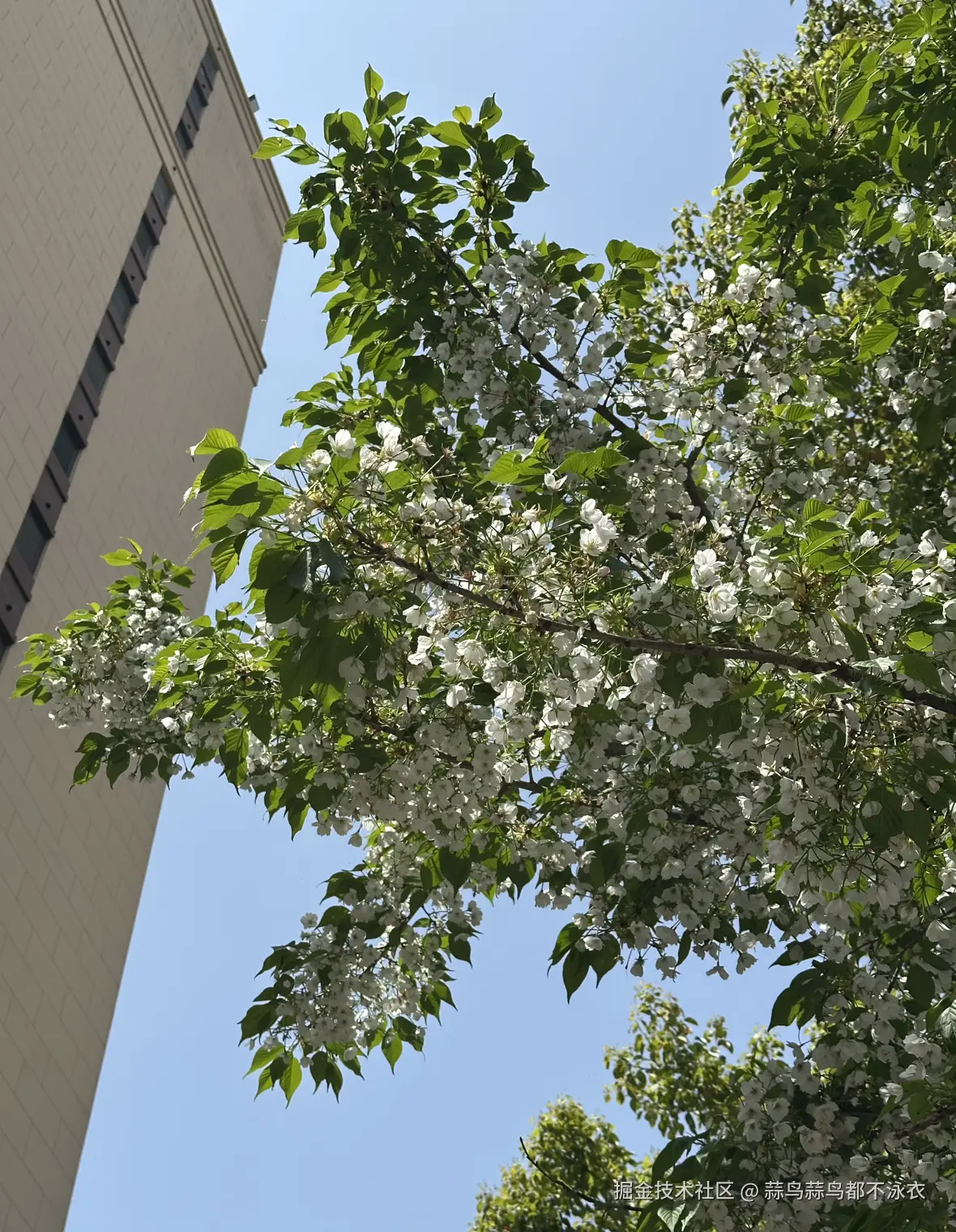 蒜鸟蒜鸟都不泳衣于2026-04-17 09:05发布的图片