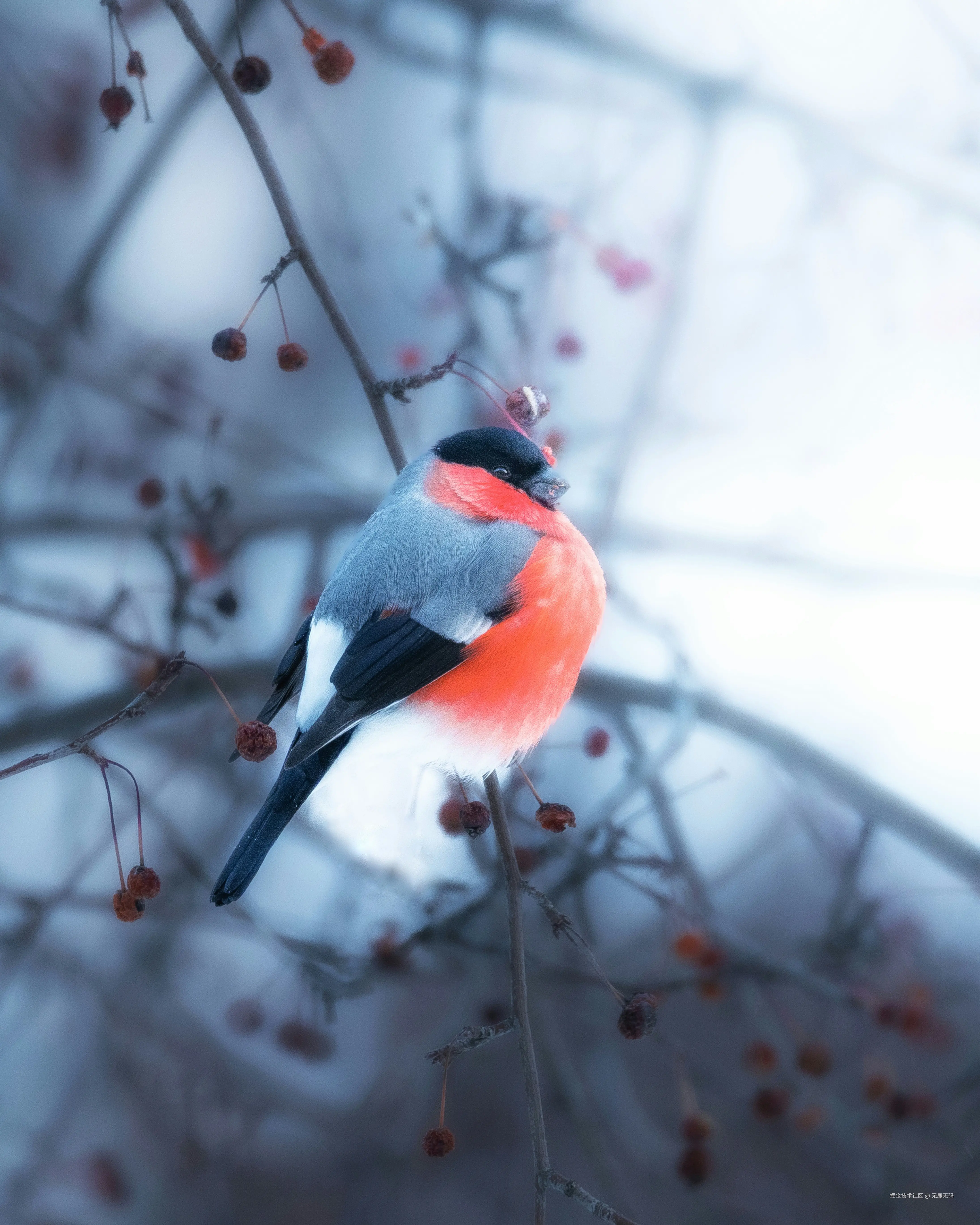 无鹿无码于2026-02-07 10:17发布的图片