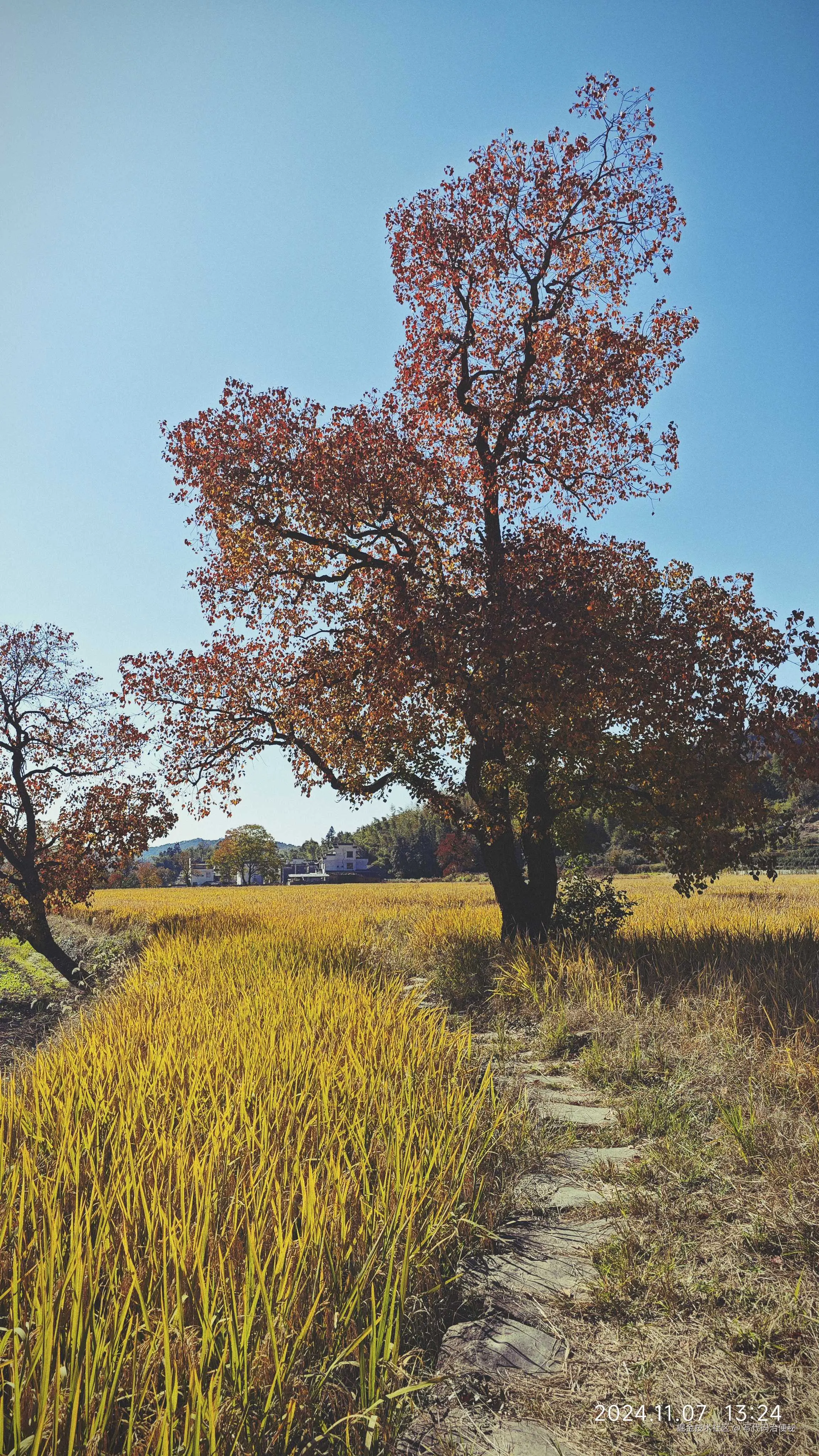 写代码治便秘于2024-11-11 10:38发布的图片