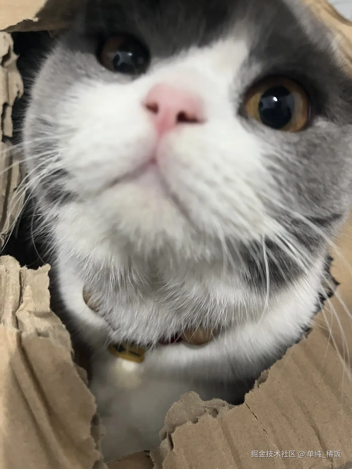 单纯_稀饭于2024-07-22 08:06发布的图片