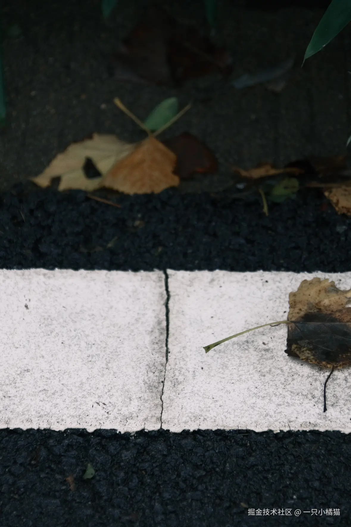 一只小橘猫于2025-10-06 11:34发布的图片