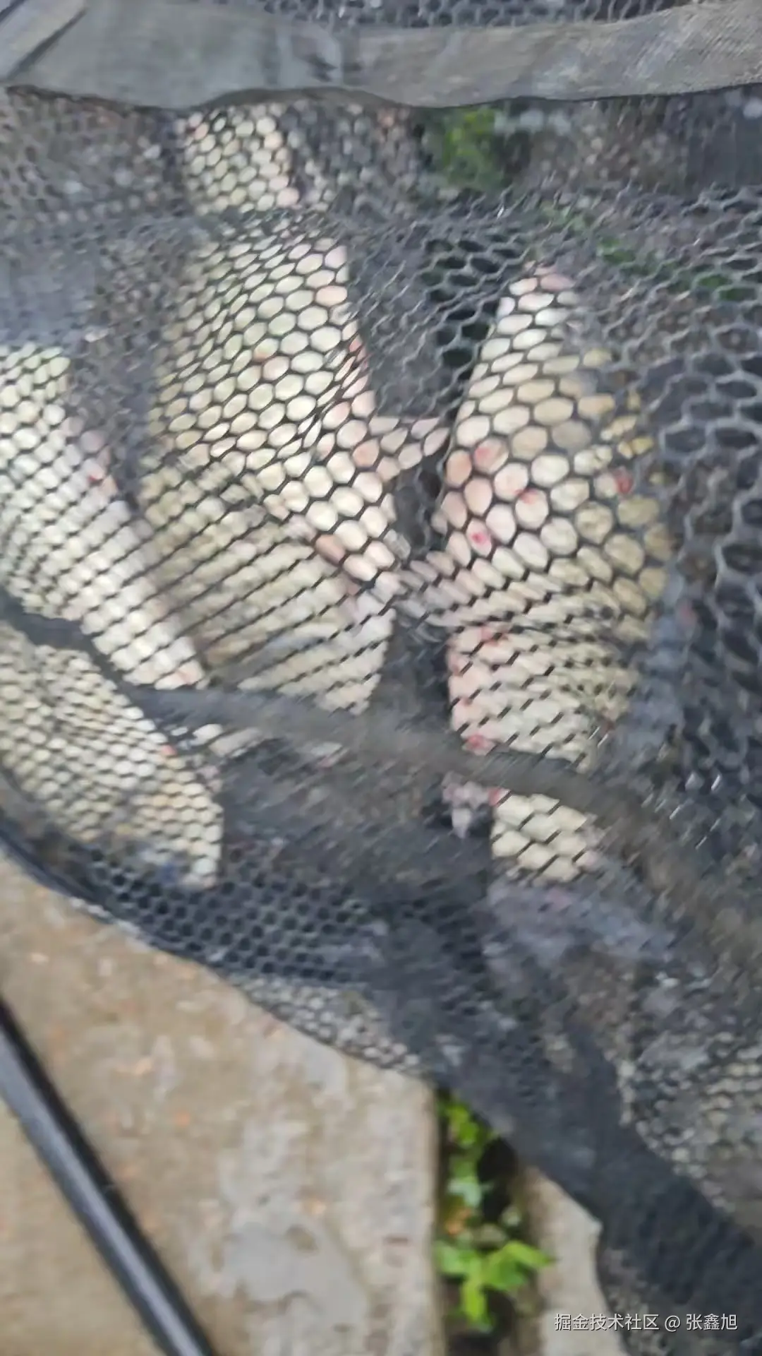 张鑫旭于2025-06-11 06:51发布的图片