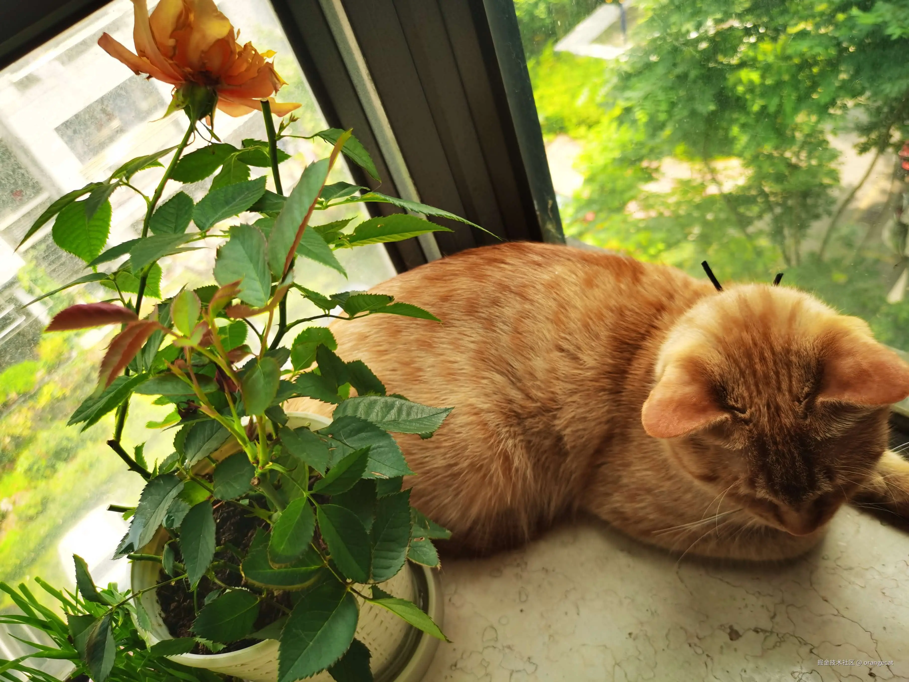 orangecat于2026-08-17 07:52发布的图片