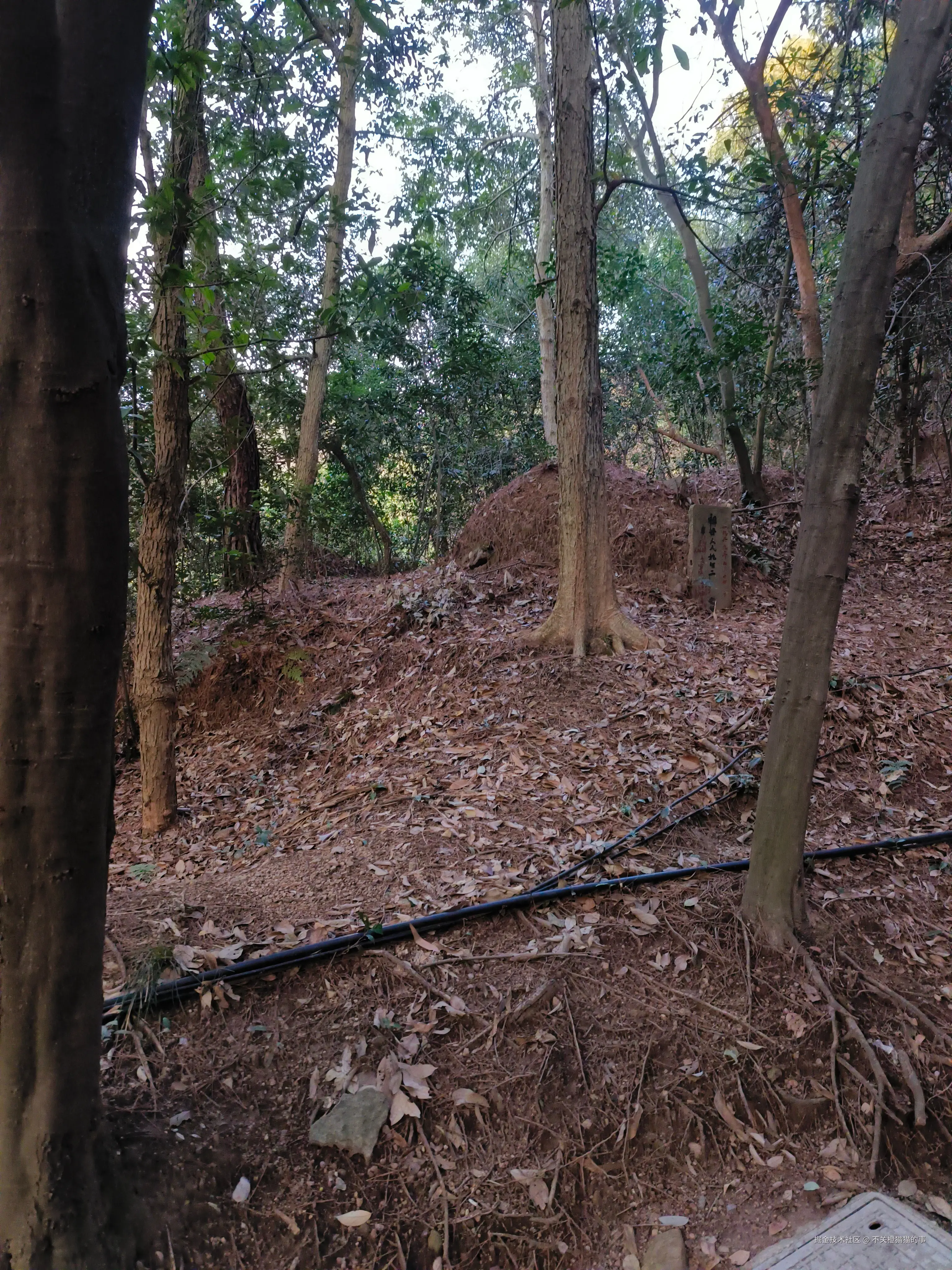 不关橙猫猫的事于2026-03-12 09:29发布的图片