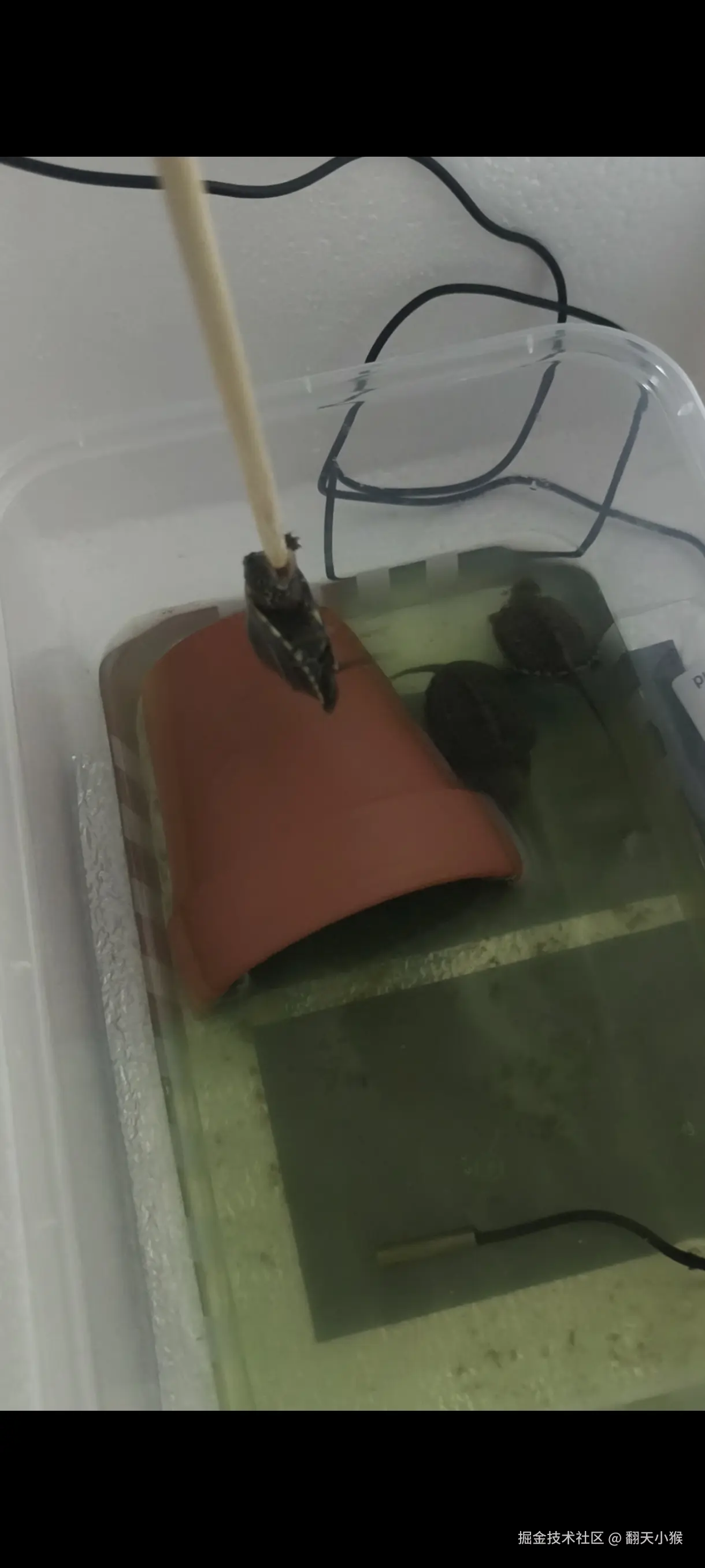 翻天小猴于2024-10-30 16:53发布的图片