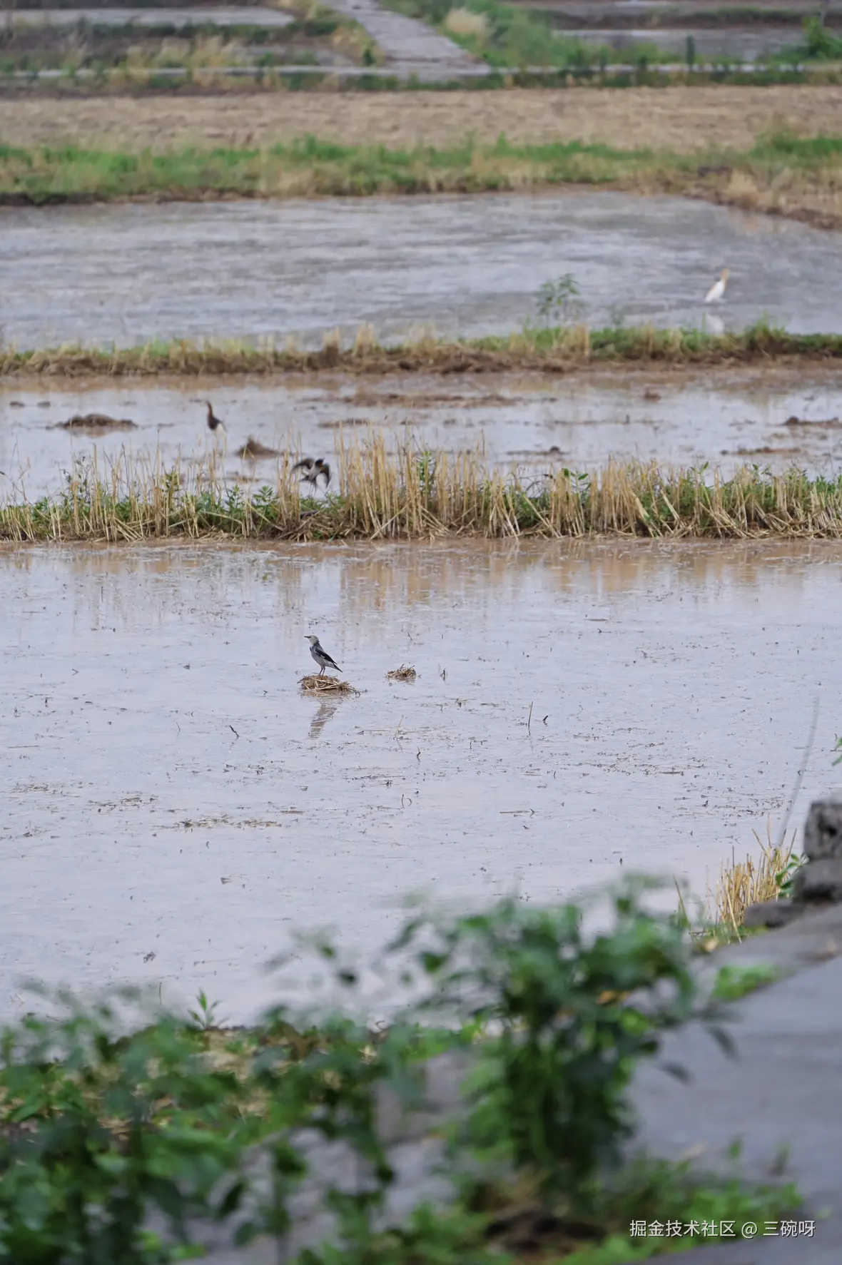 三碗呀于2025-06-03 10:05发布的图片