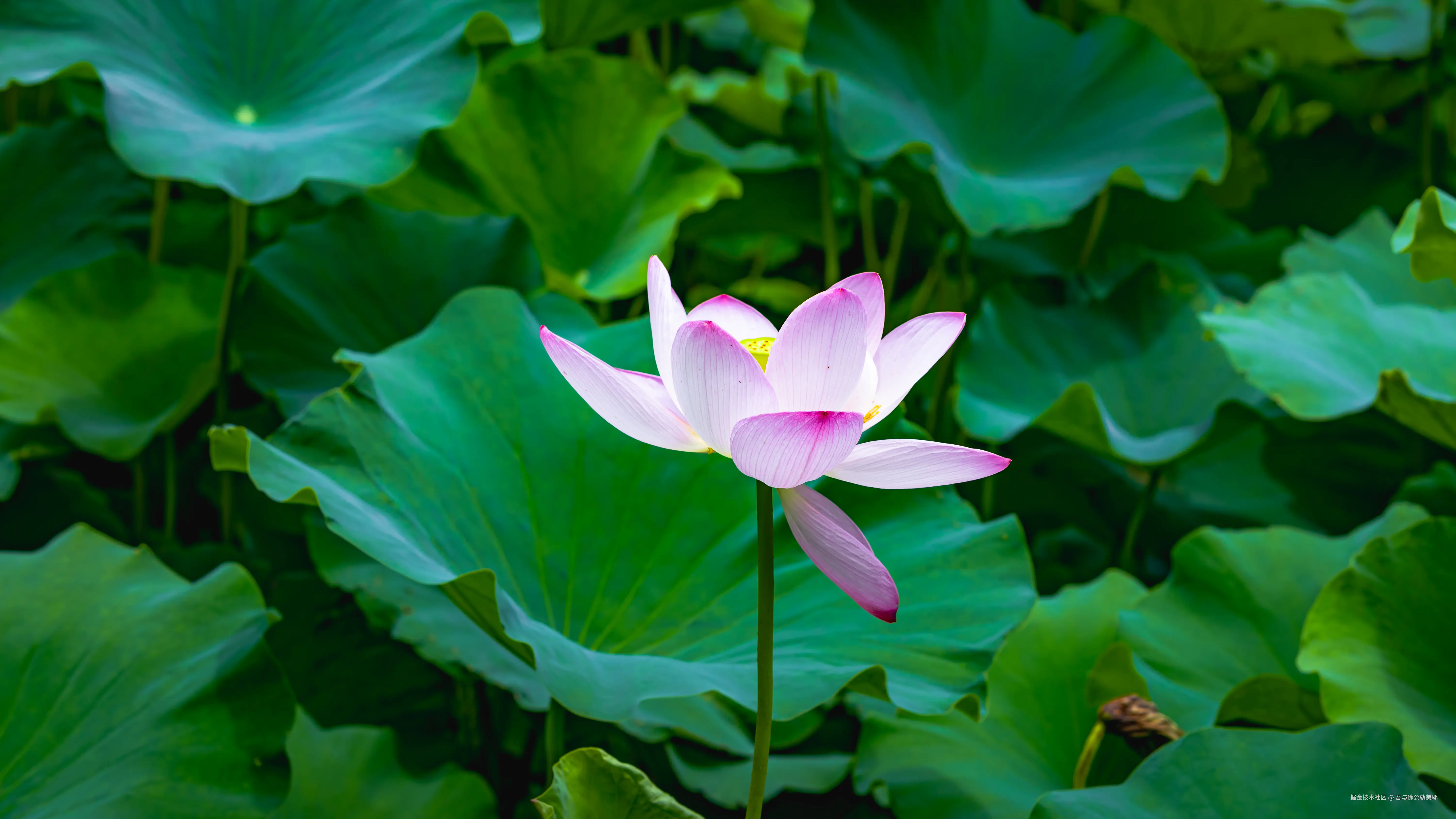 吾与徐公孰美耶于2025-06-27 09:58发布的图片