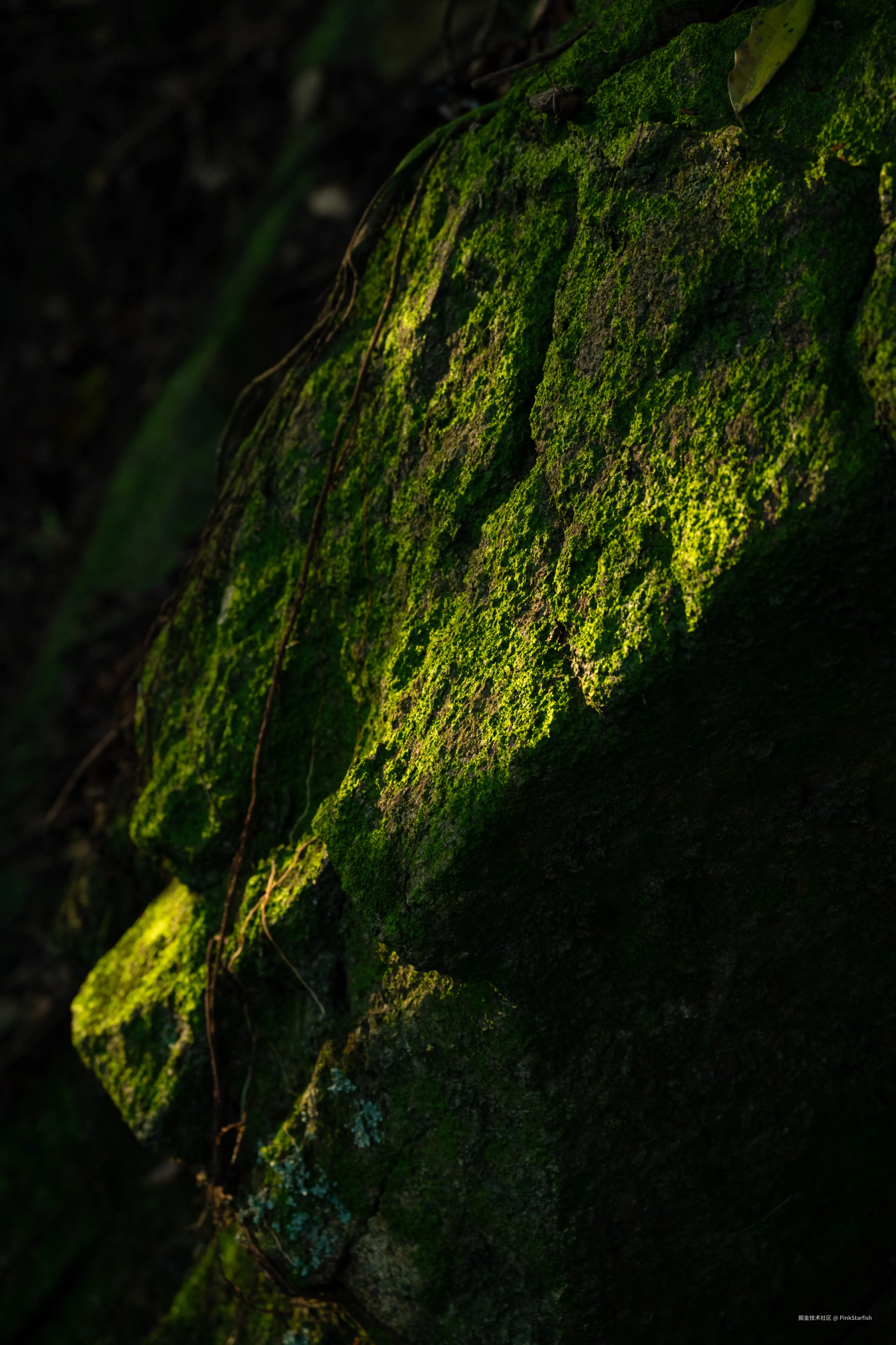 PinkStarfish于2025-07-28 15:35发布的图片