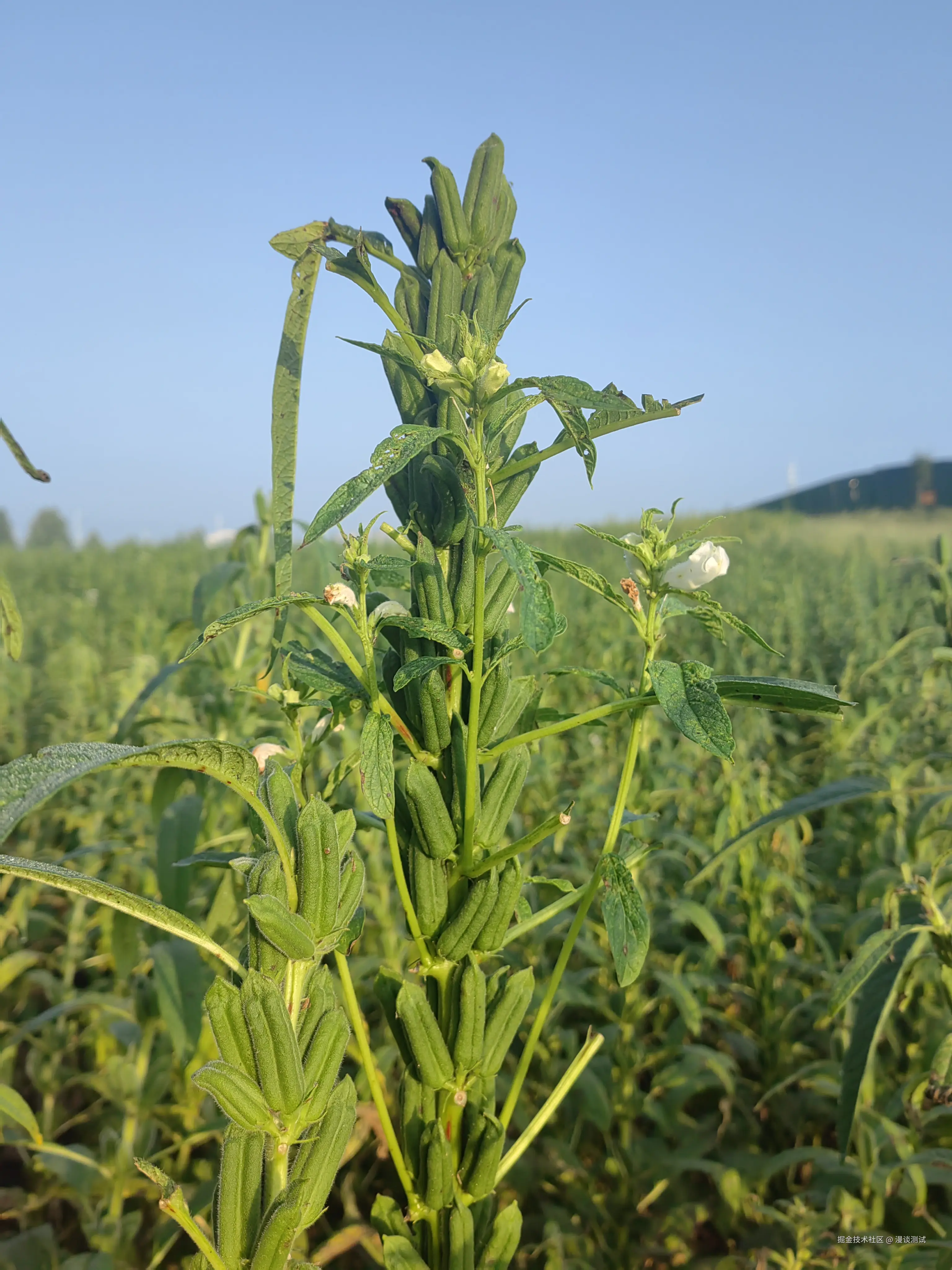 漫谈测试于2025-09-14 07:27发布的图片