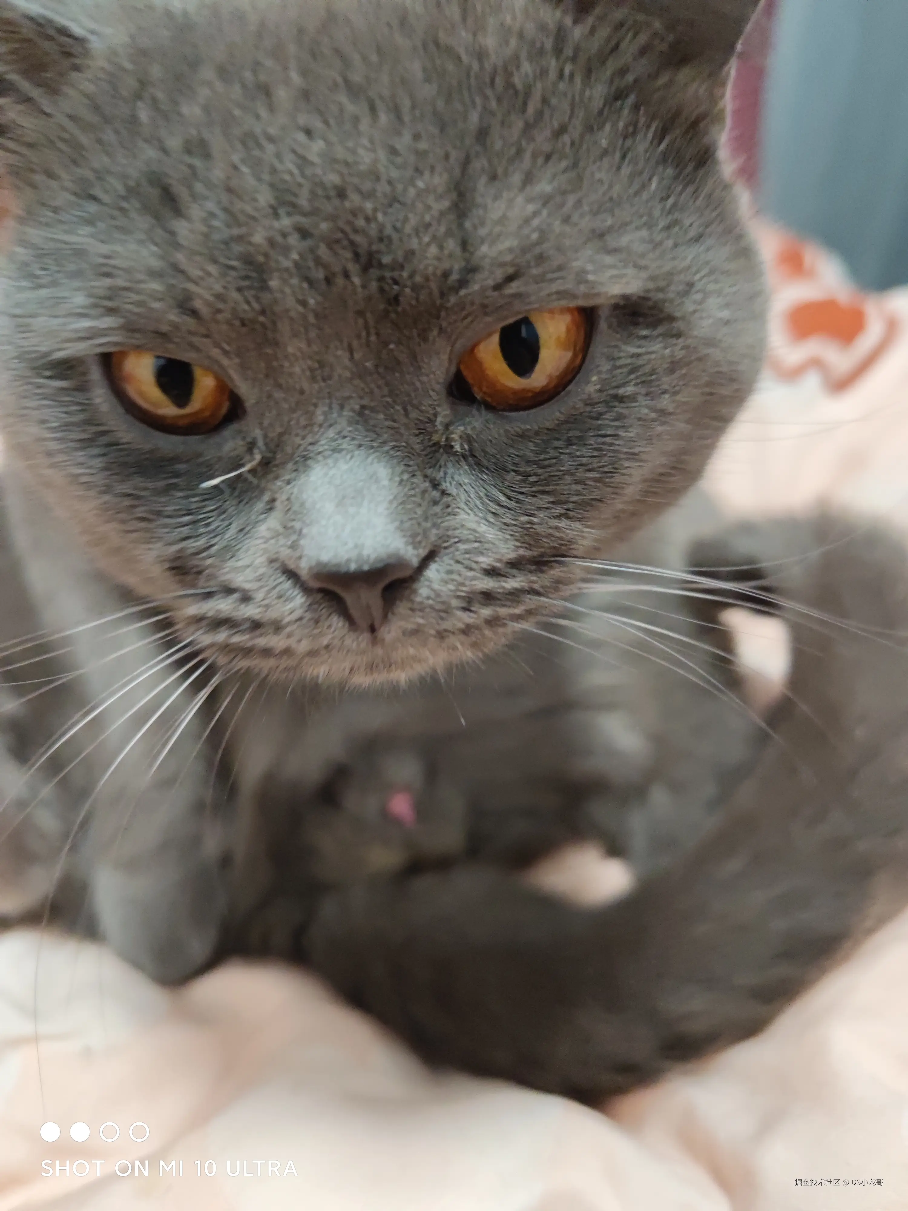 DS小龙哥于2025-07-14 07:26发布的图片