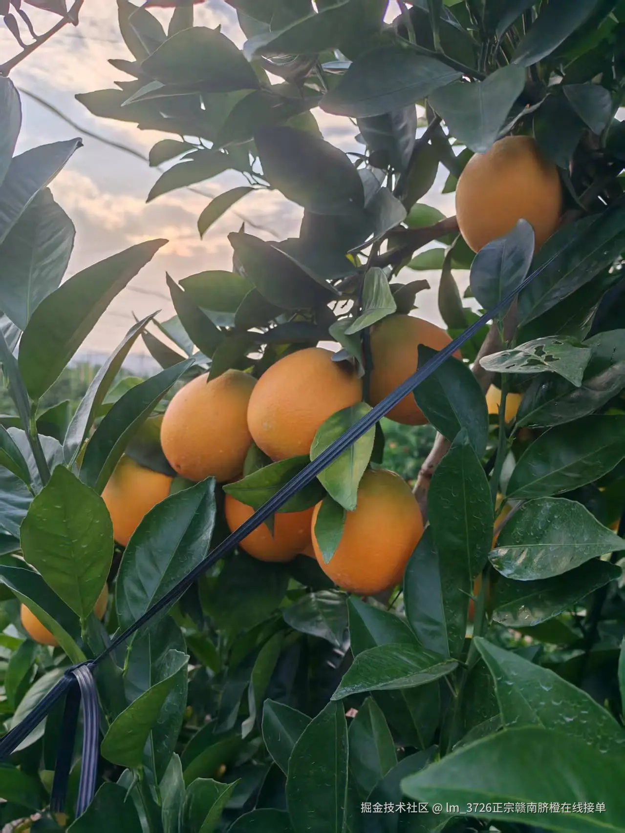 lm_3726正宗赣南脐橙在线接单于2025-11-24 10:46发布的图片