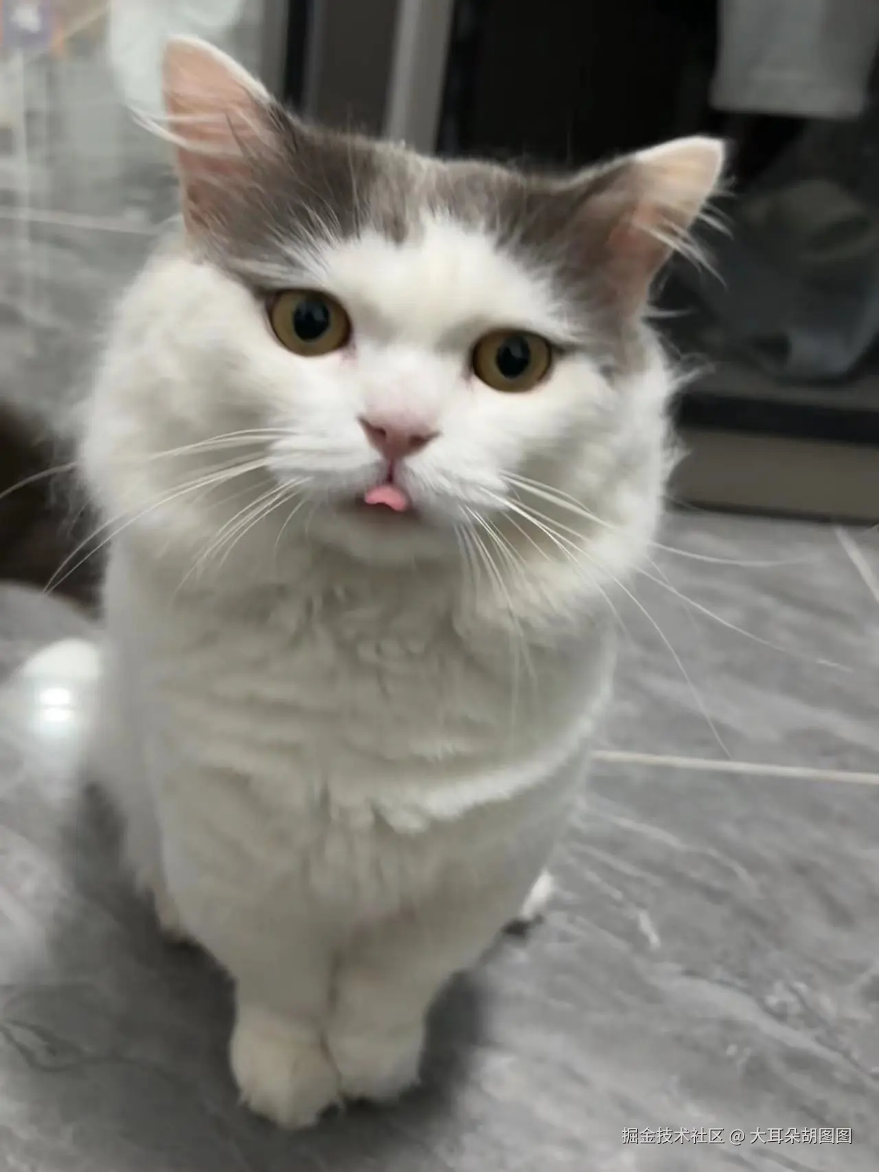 大耳朵胡图图于2024-09-19 10:25发布的图片