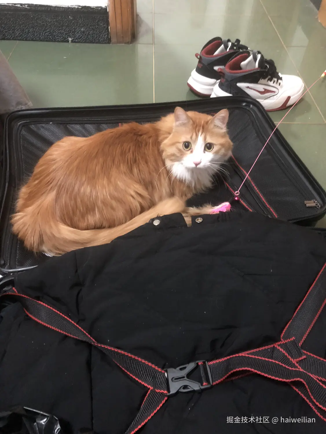 haiweilian于2025-01-12 21:19发布的图片