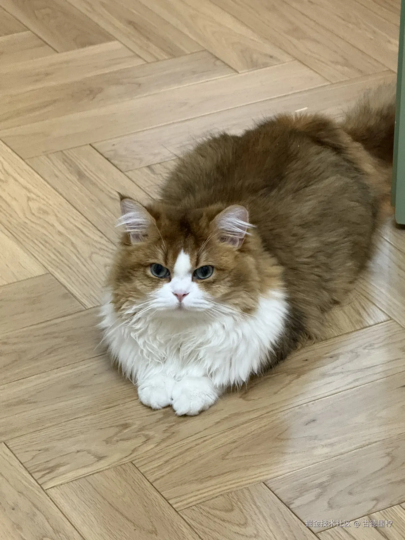 古德墨柠于2025-06-24 10:30发布的图片